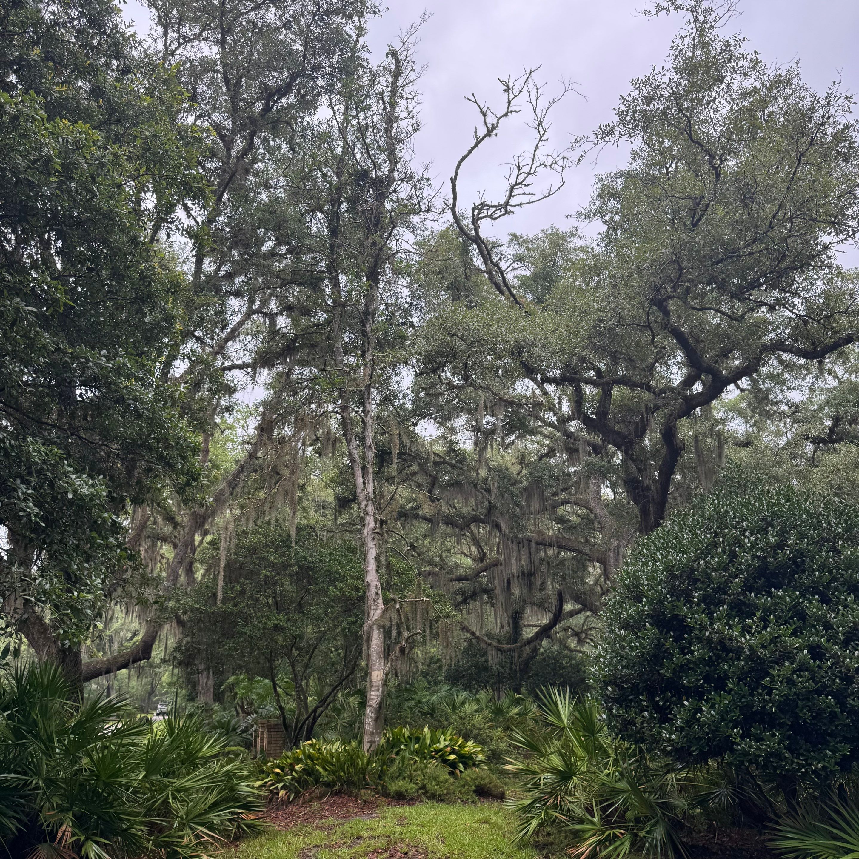 Deerwood Resident | Tree Removal & Trimming by ProGreen Services