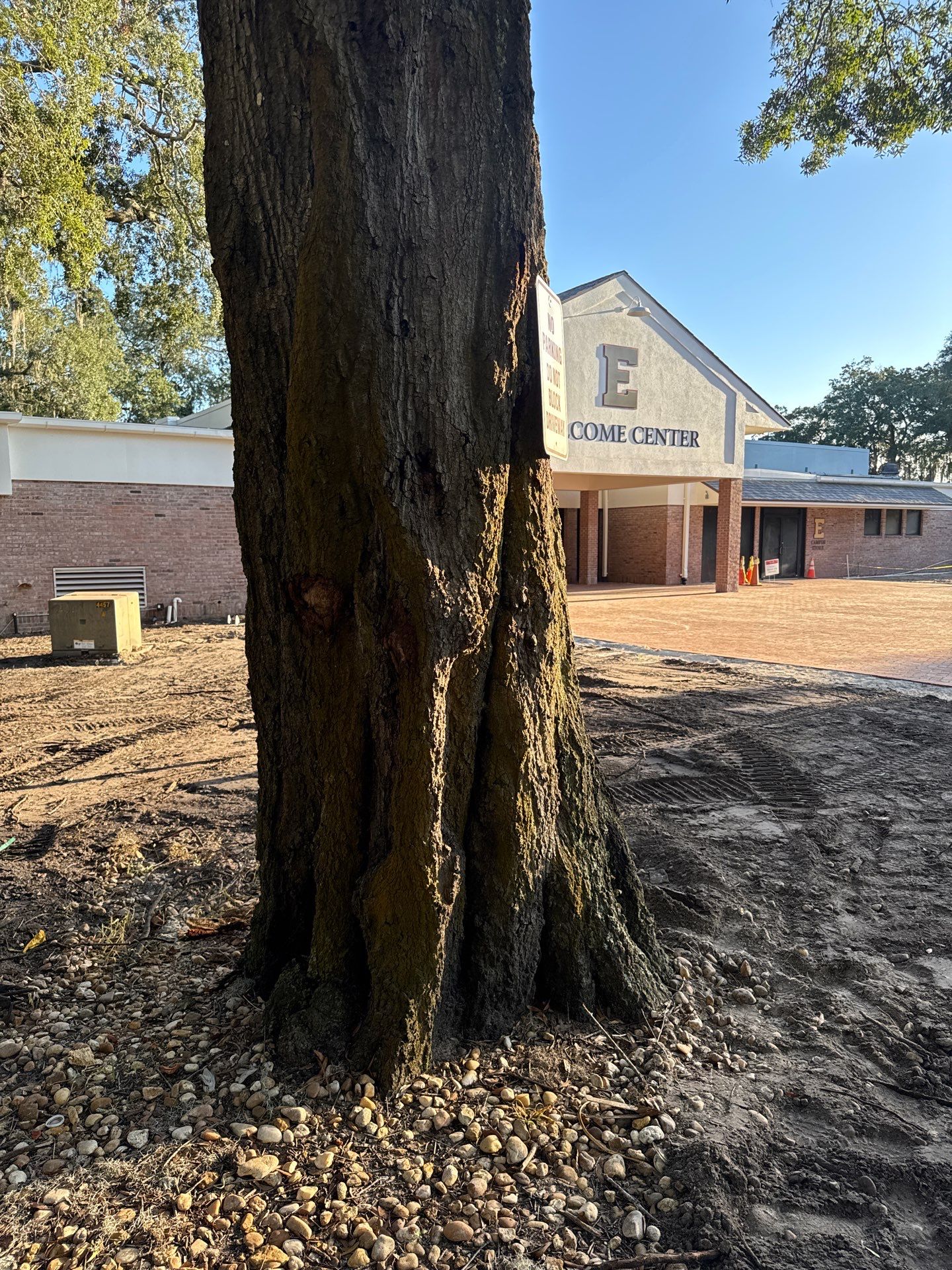 Welcome Center Tree Removal | Episcopal School of Jacksonville by ProGreen Services
