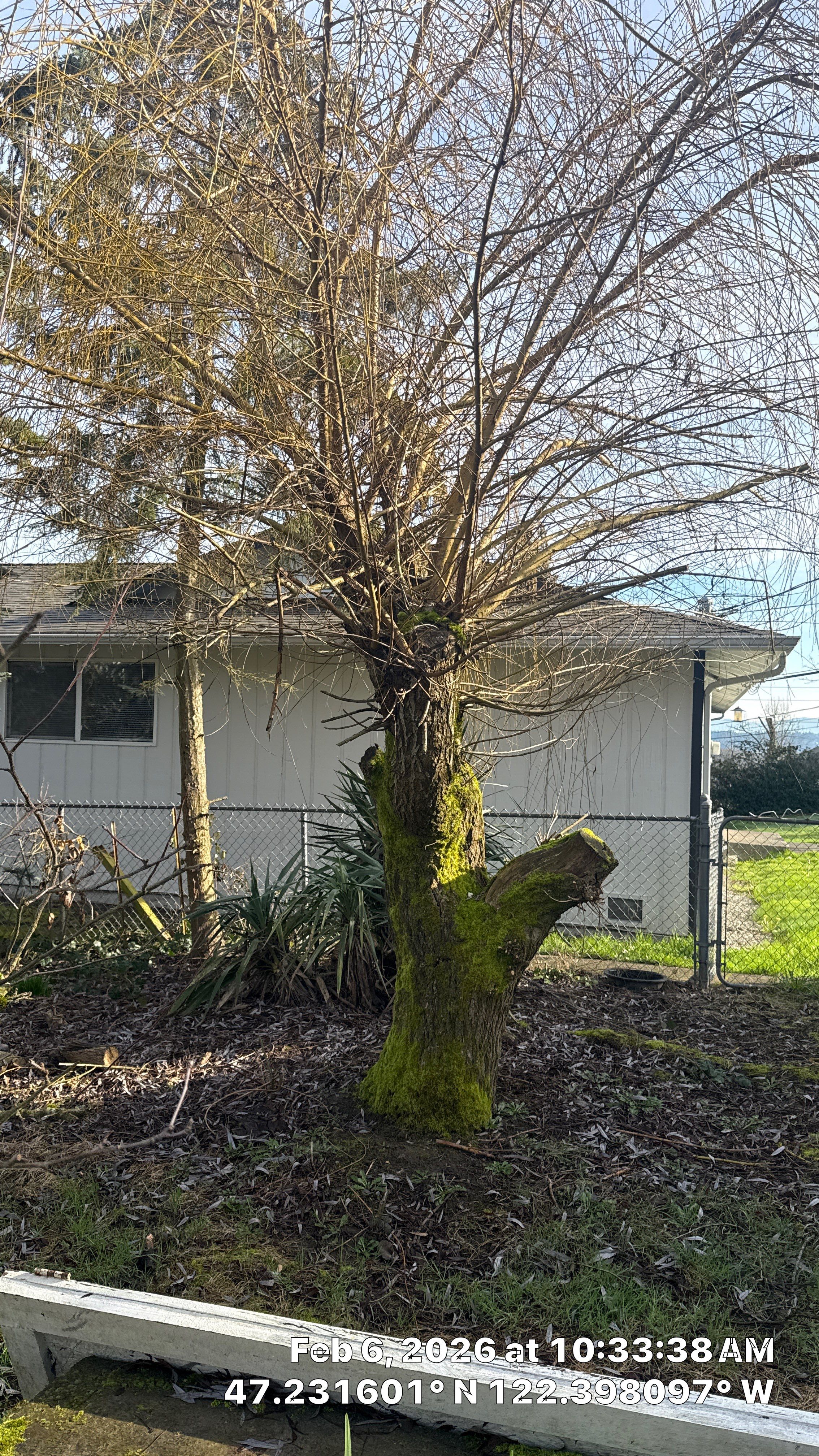 Arborist Development Report for Proposed Site Improvements – Tacoma, WA by Sound Tree Care LLC