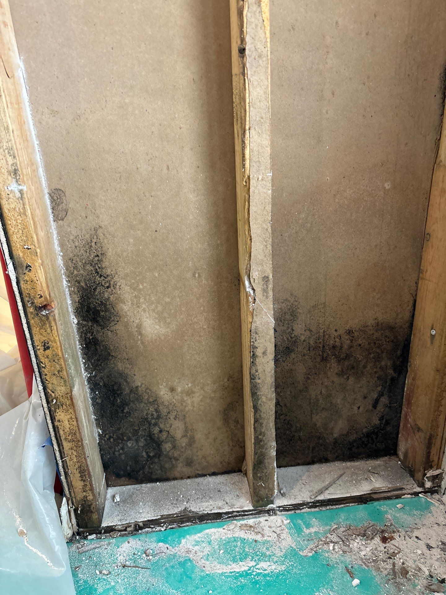 Mold Remediation Palmetto by Ampm Restoration Services 
