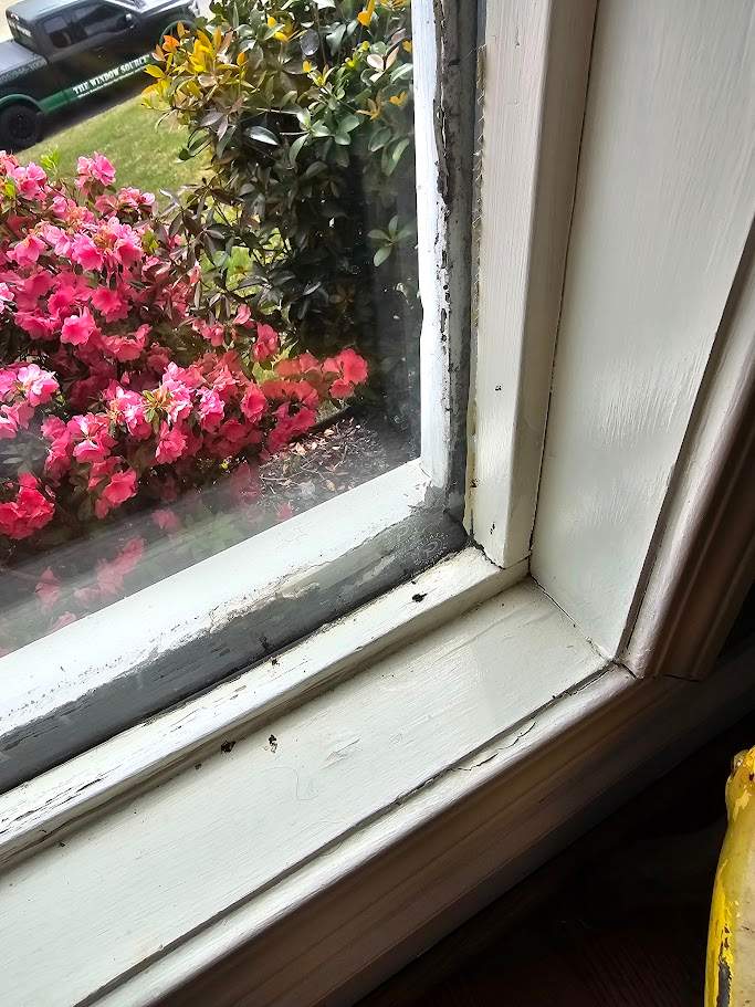 Robinson Project in Helena by The Window Source
