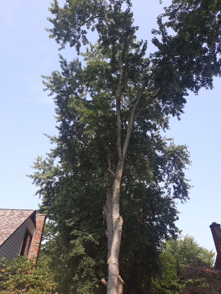 Tree Trimming using Tree Pruing by Mike Jones & Sons Tree Service LLC 