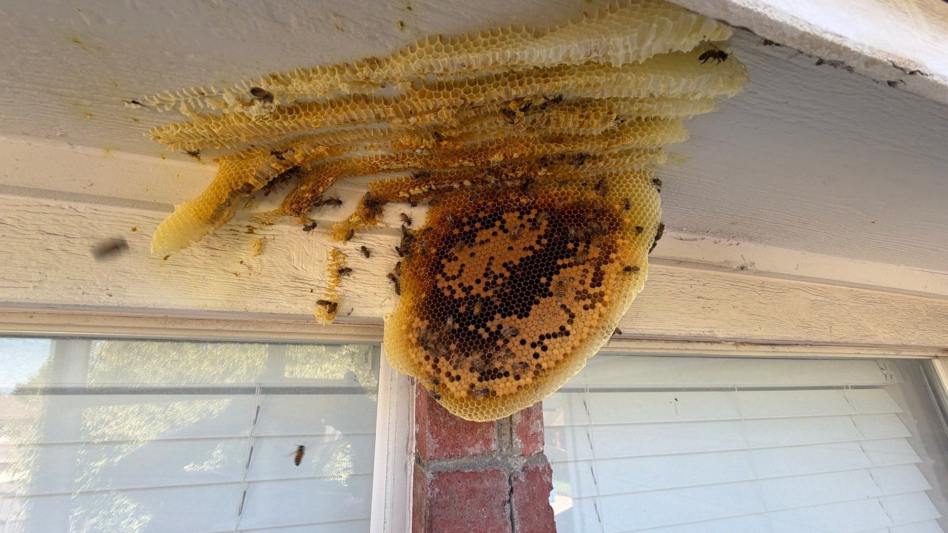 Open Air Colony in Rockwall, TX by Rockwall Honey Bee Company