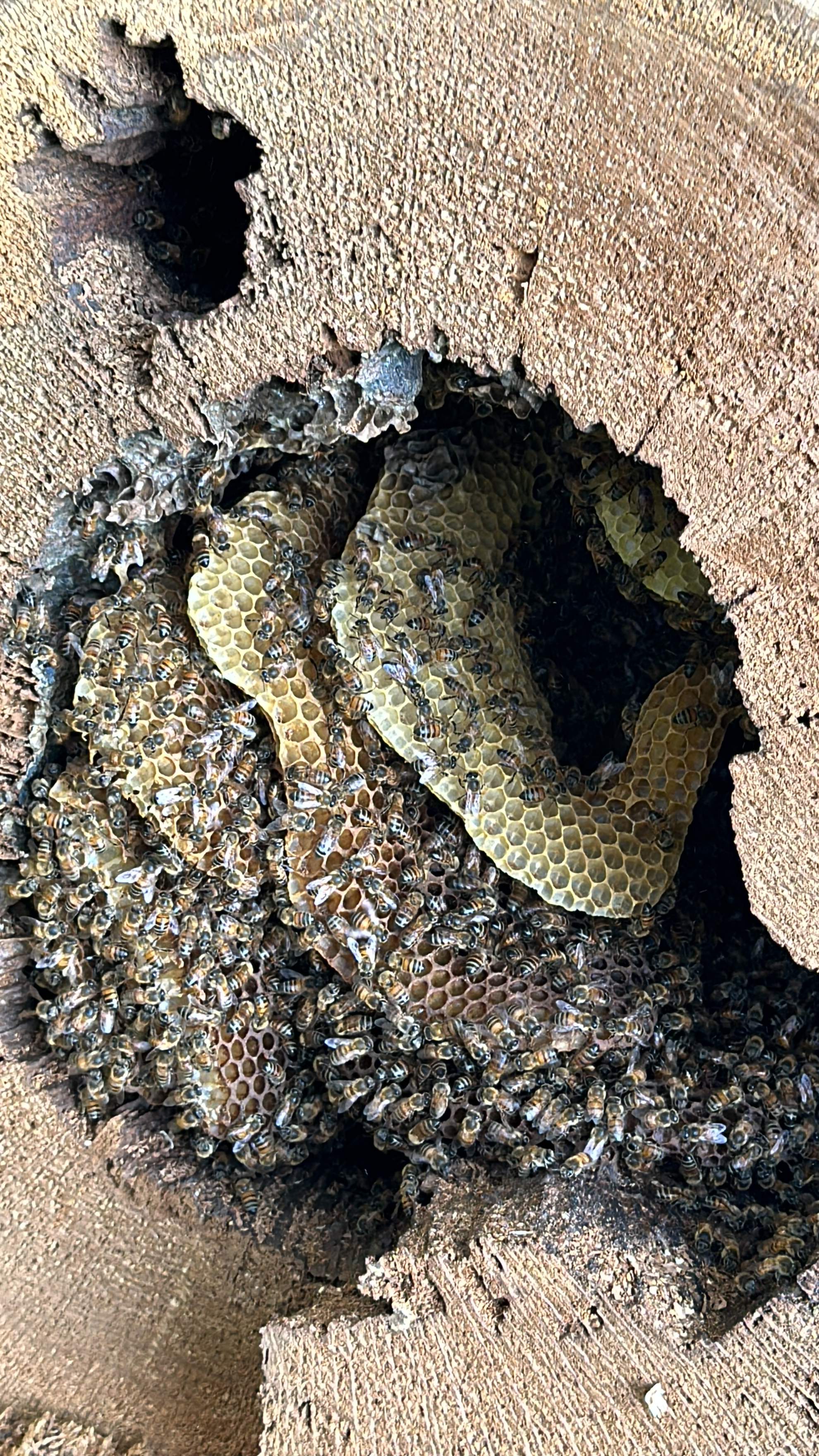 Wina-tree-go by Rockwall Honey Bee Company