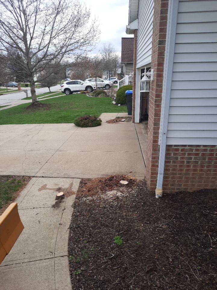 Tree Removal using Tree Removal by Mike Jones & Sons Tree Service LLC 