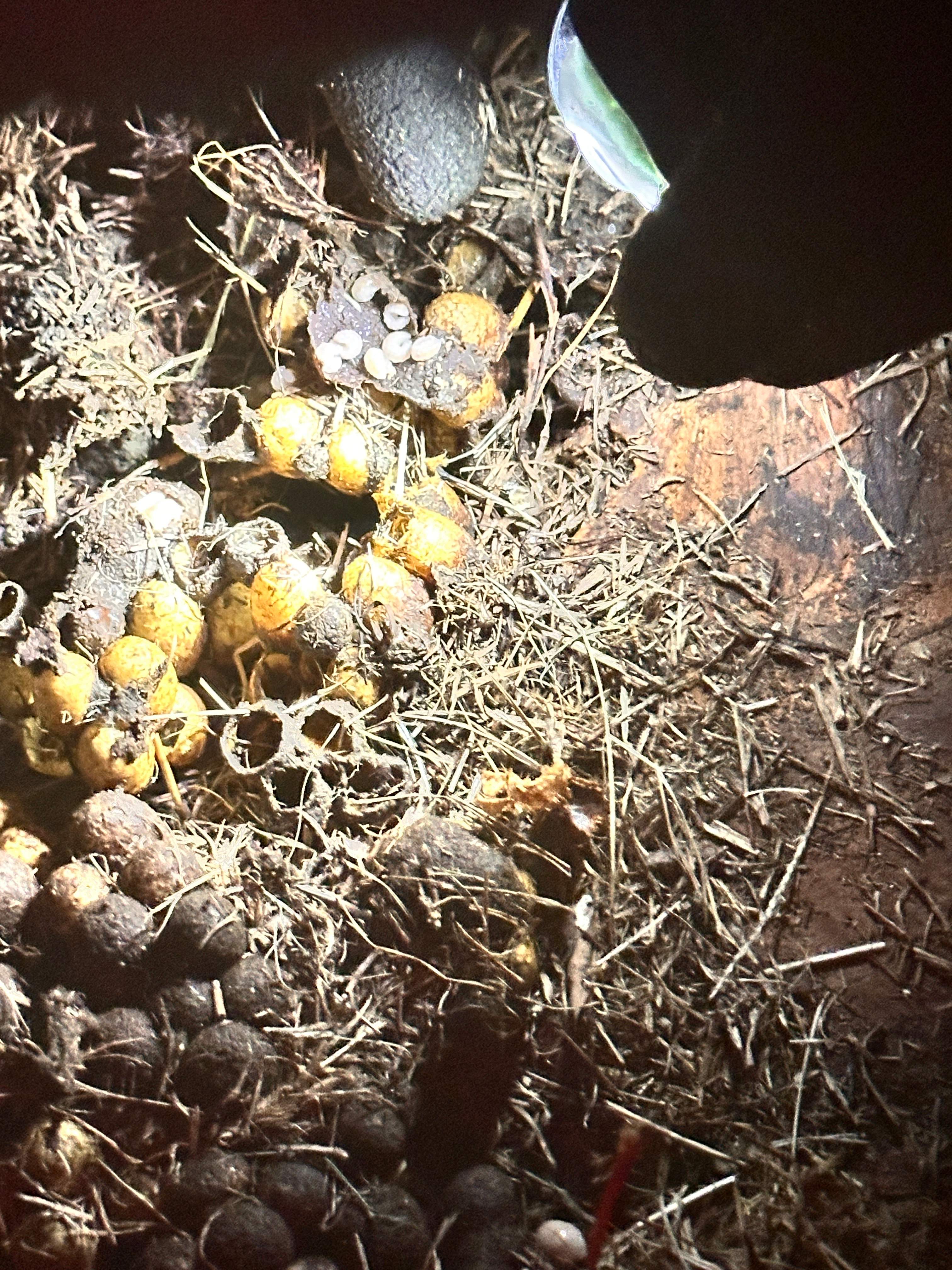 Bumblebees! by Rockwall Honey Bee Company