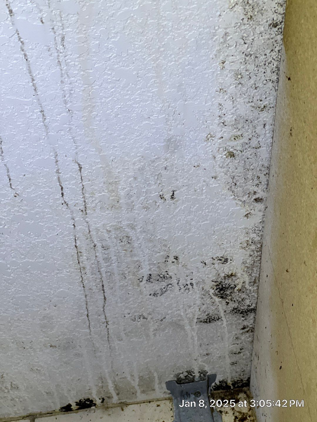 Mold Removal In North Port  by Ampm Restoration Services 