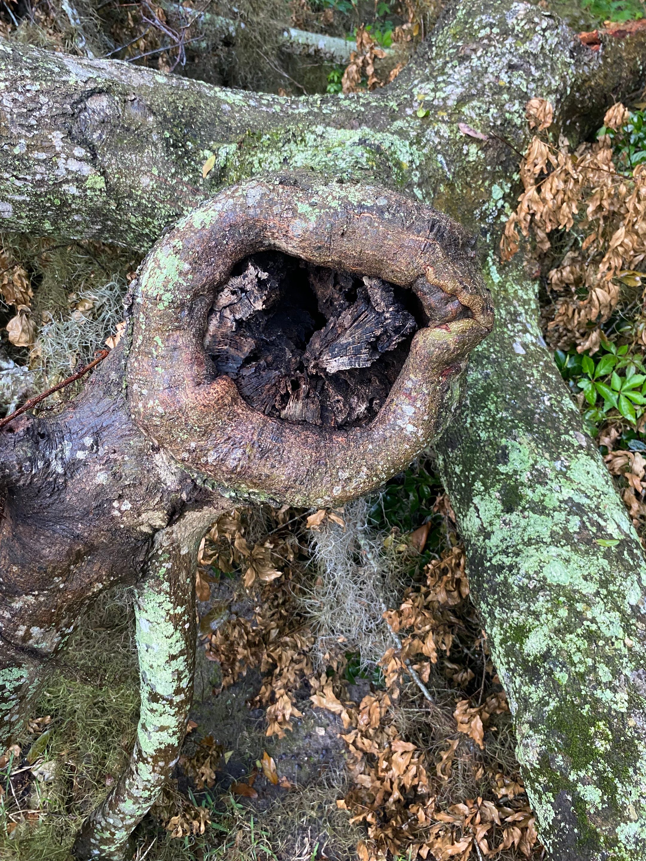 Residential | Tree Removal by ProGreen Services