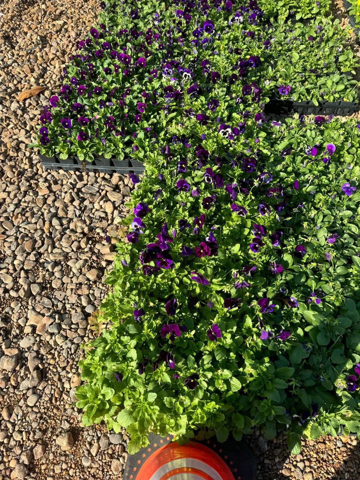 🌿 Torey’s Front Yard Transformation by Texas Urban Elements