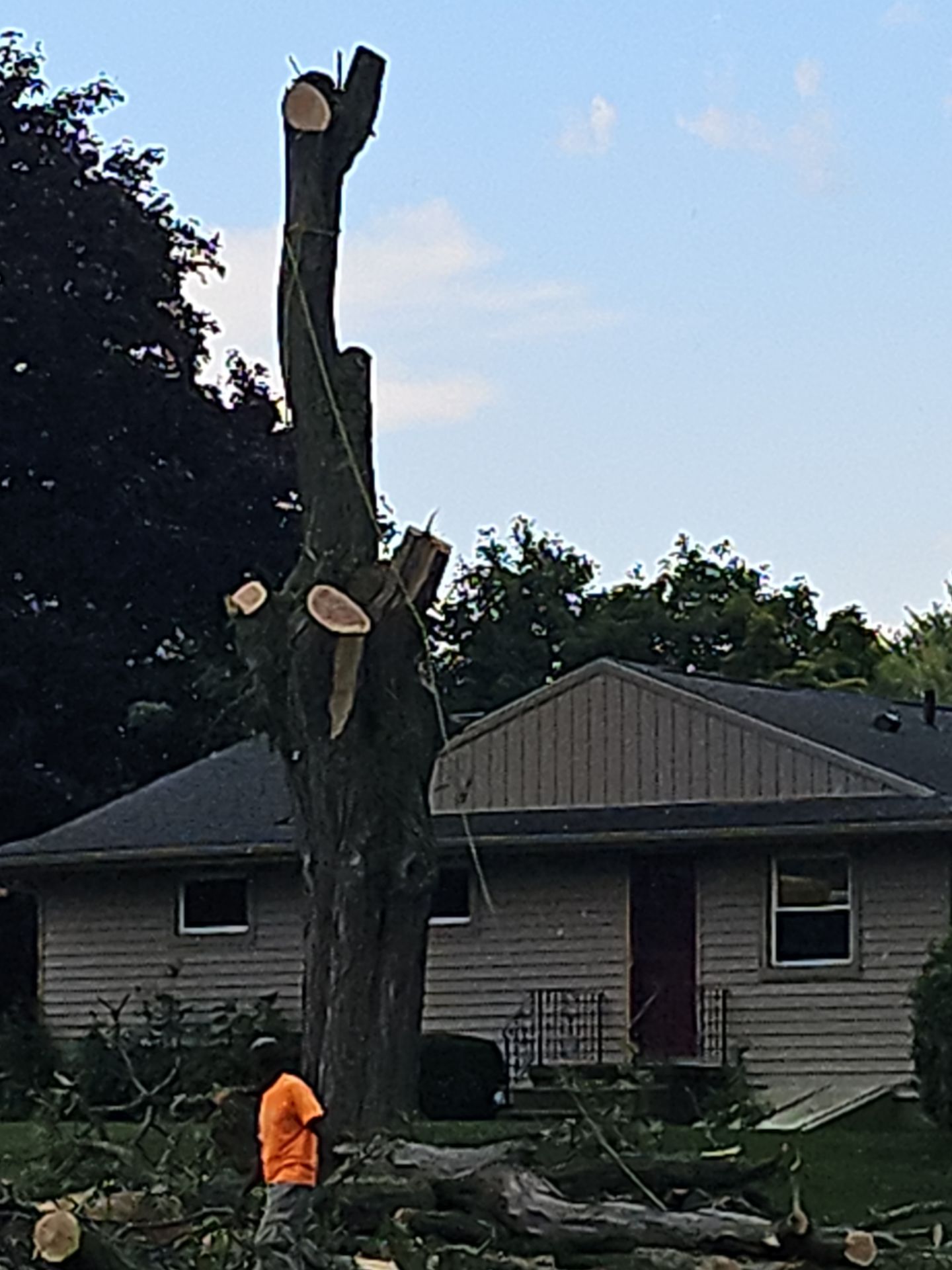 Tree Removal using Tree Removal by Mike Jones & Sons Tree Service LLC 
