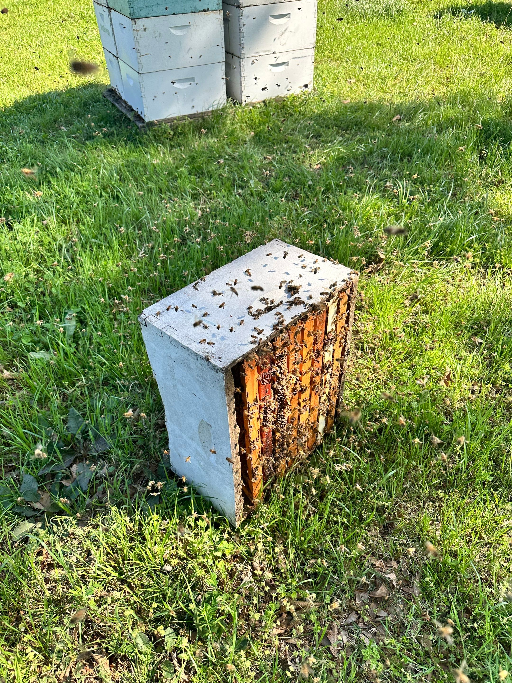 Peanut Farm Apiary by Rockwall Honey Bee Company