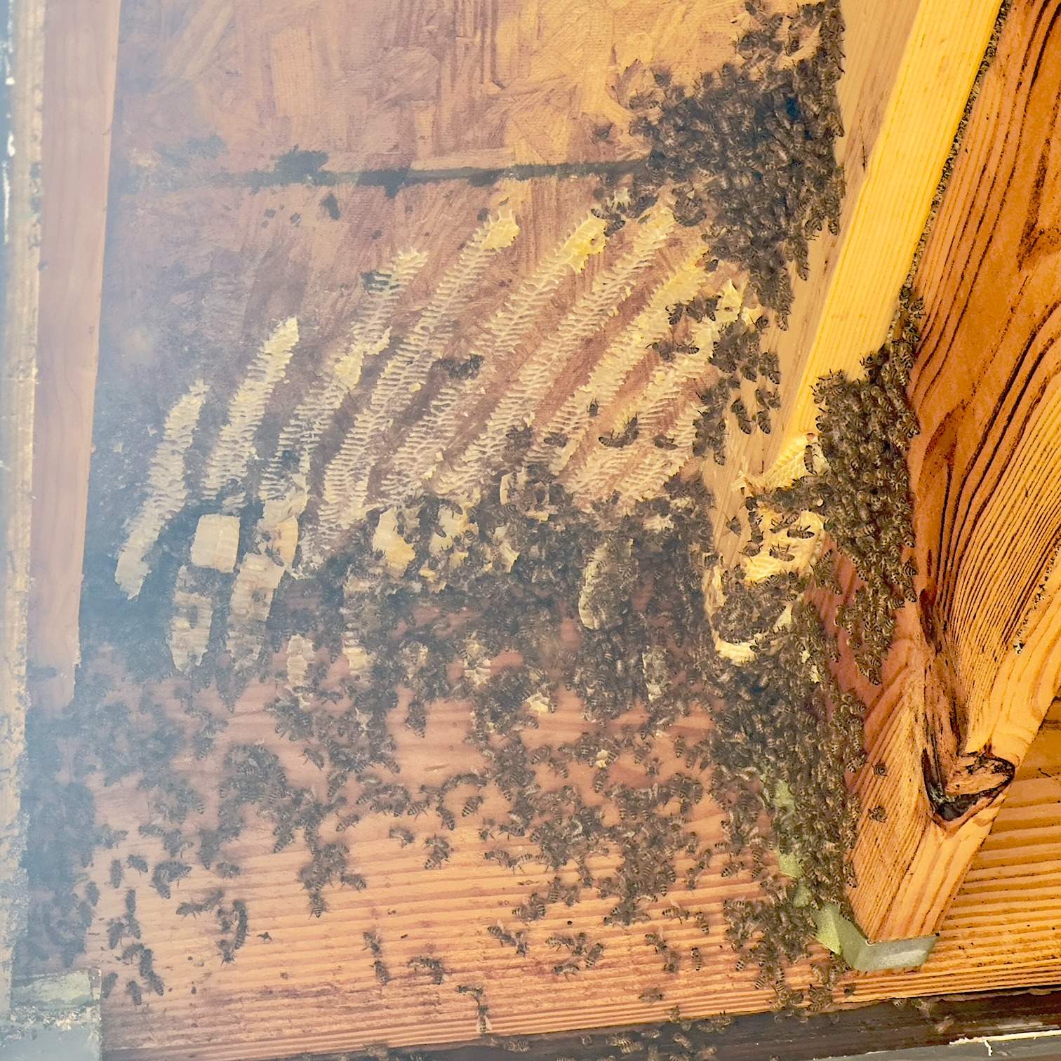 Carport by Rockwall Honey Bee Company