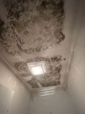 Mold Damage Removal In Palmetto, FL