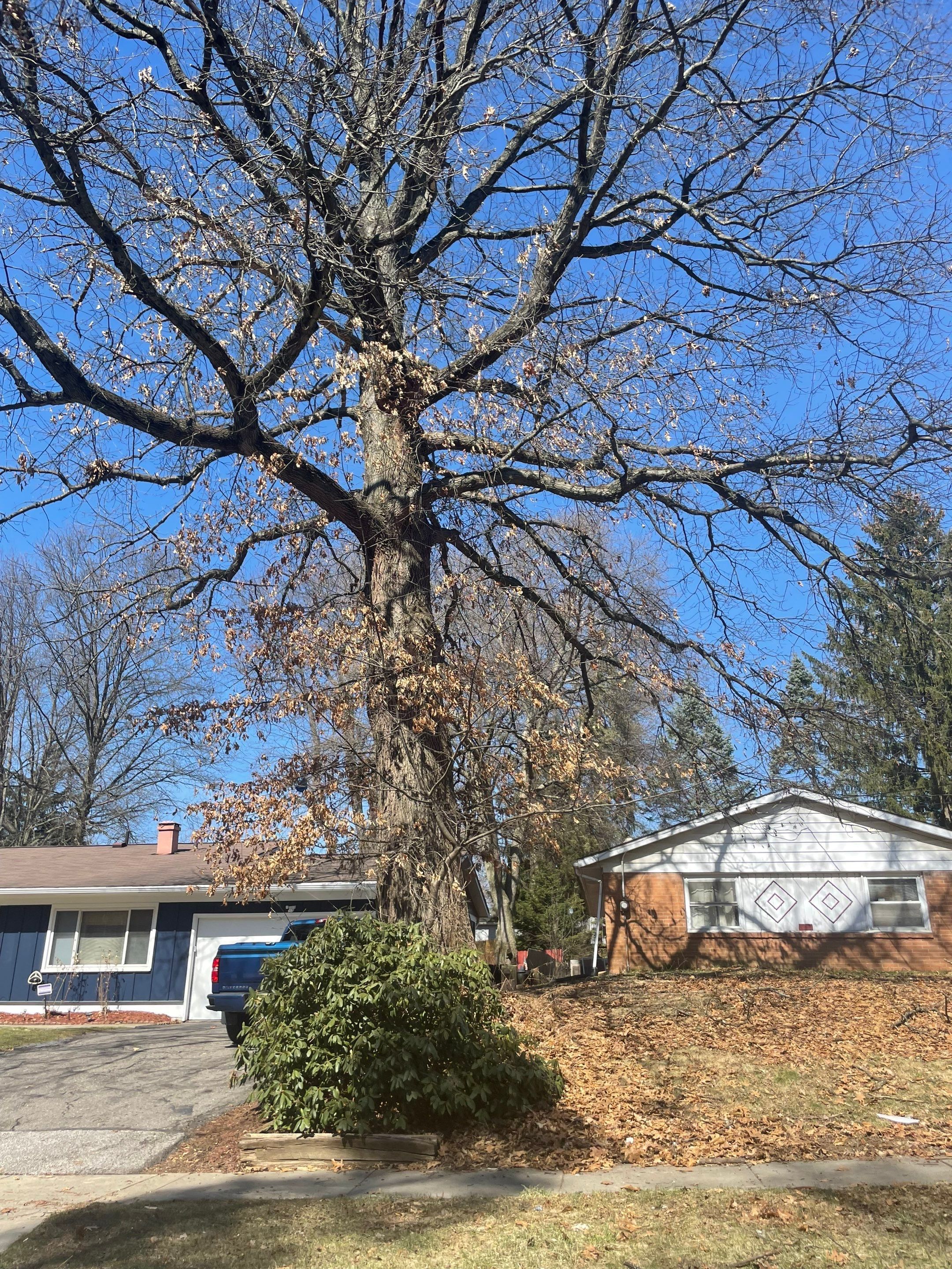 Tree Trimming using Tree Pruing by Mike Jones & Sons Tree Service LLC 
