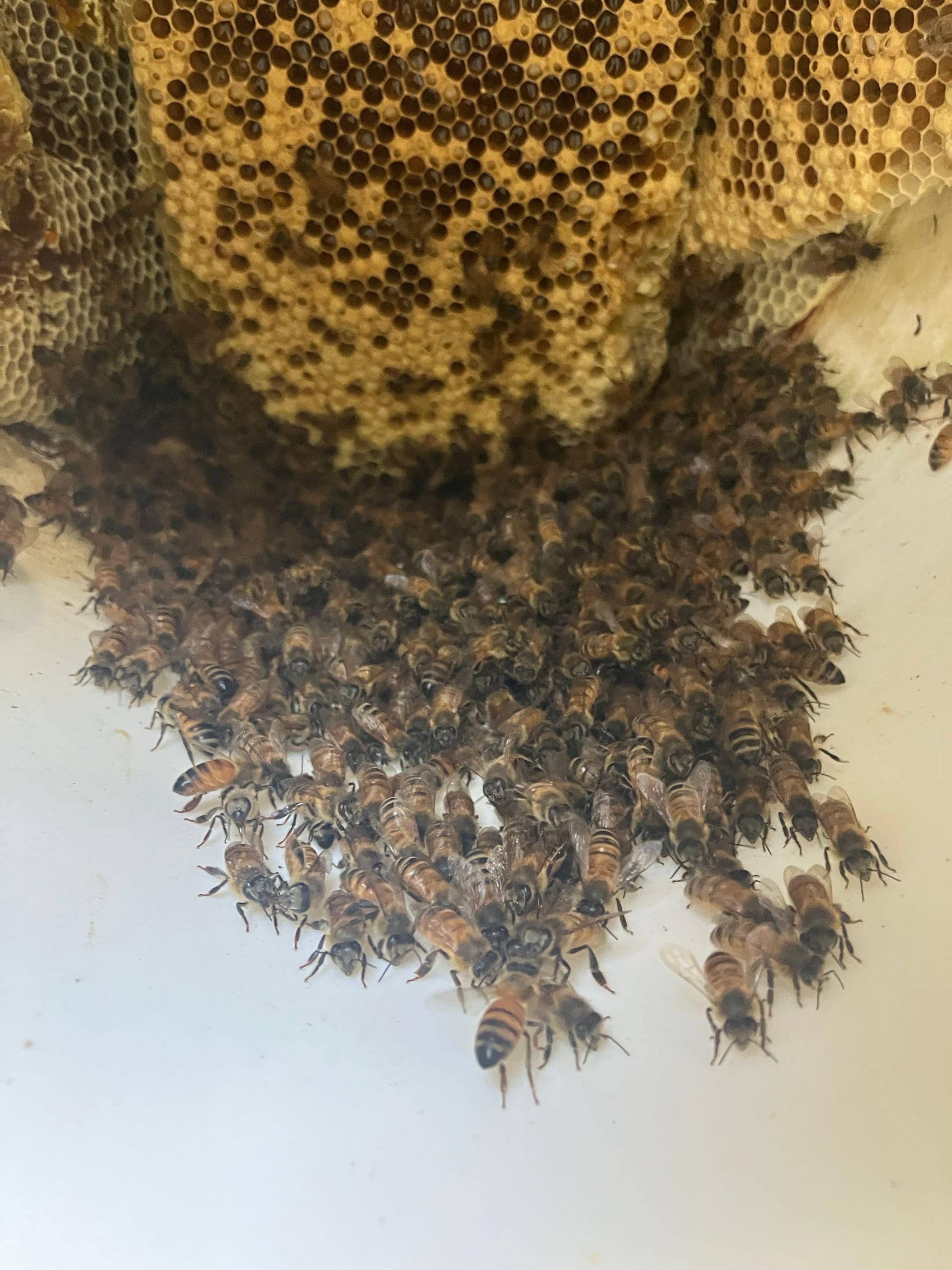Siding & Bricks = Bees -N- Floors by Rockwall Honey Bee Company