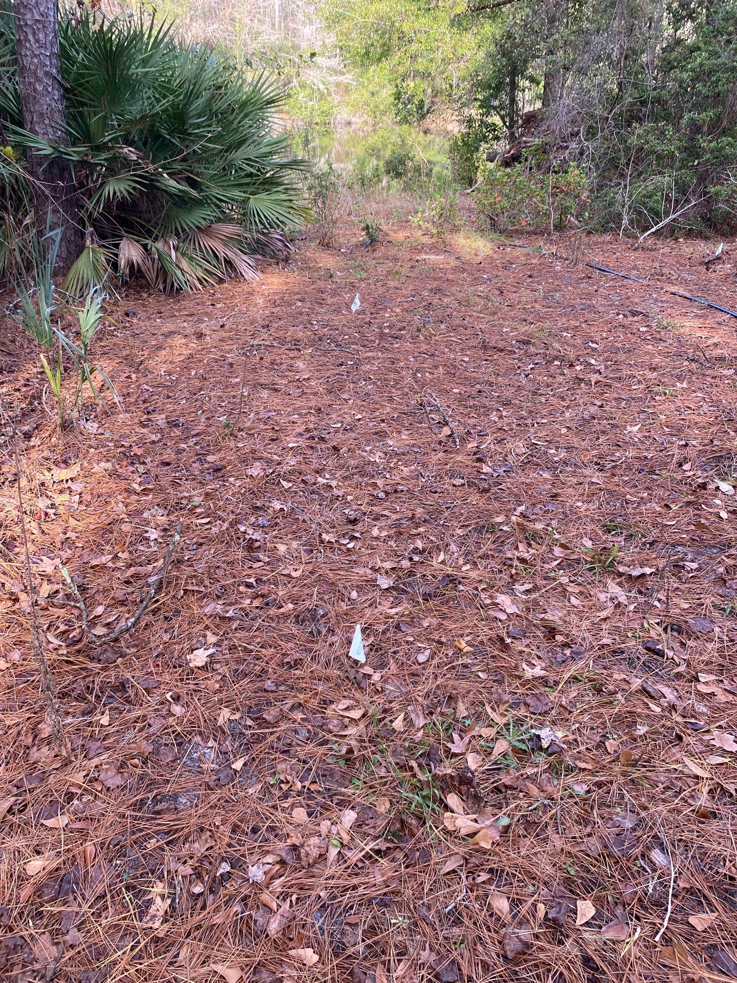Deerwood Resident | Tree Installation by ProGreen Services
