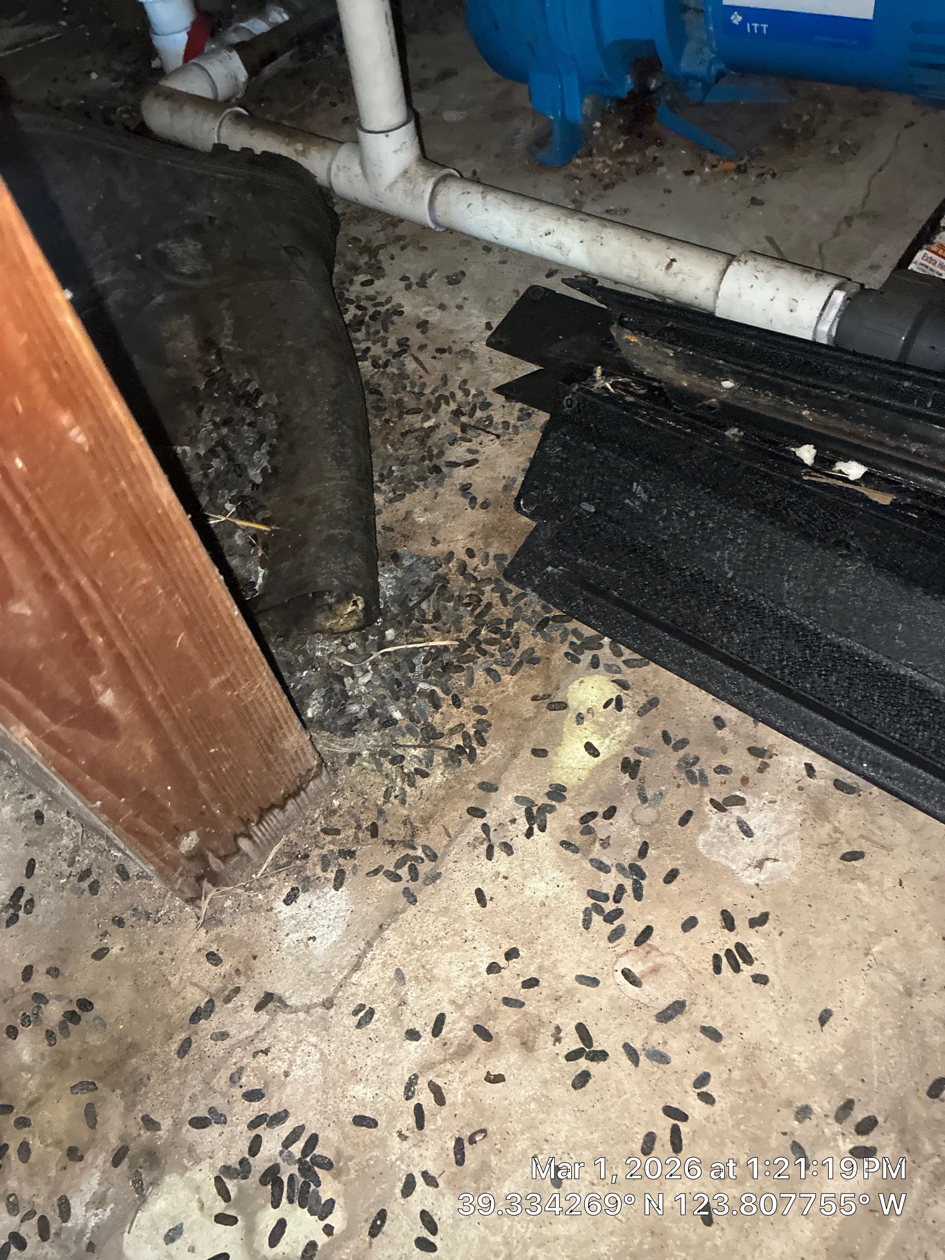 Project in Mendocino by 911 Hazmat Cleanup 