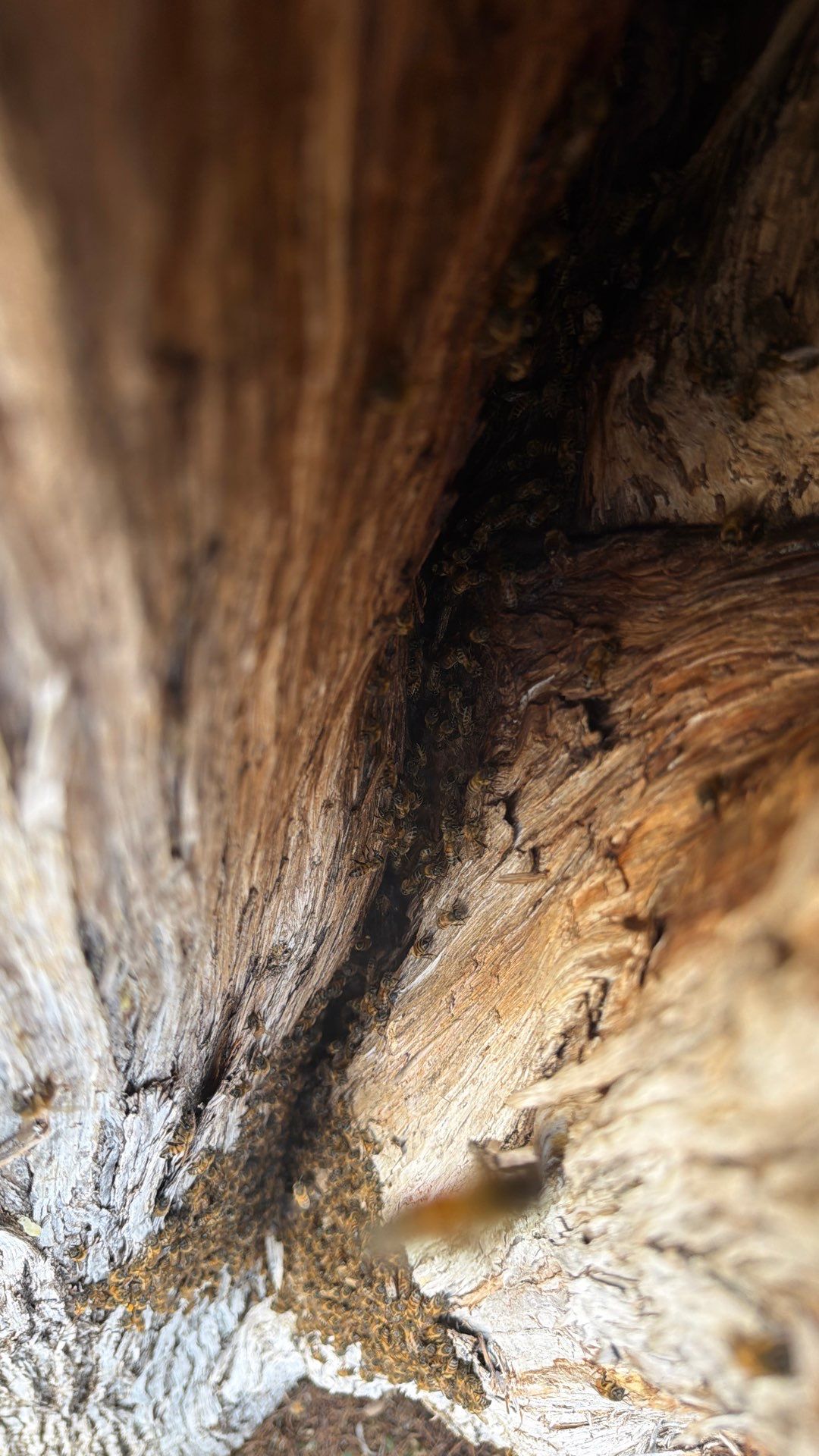 Cavern-Crack Tree Bees by Rockwall Honey Bee Company