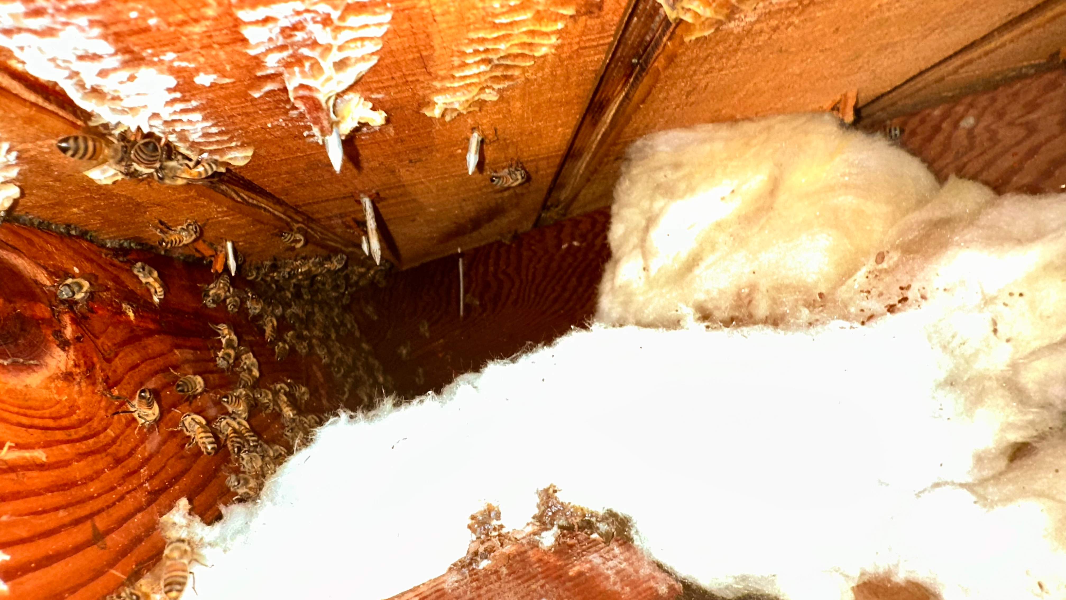 Golf Couse by Rockwall Honey Bee Company