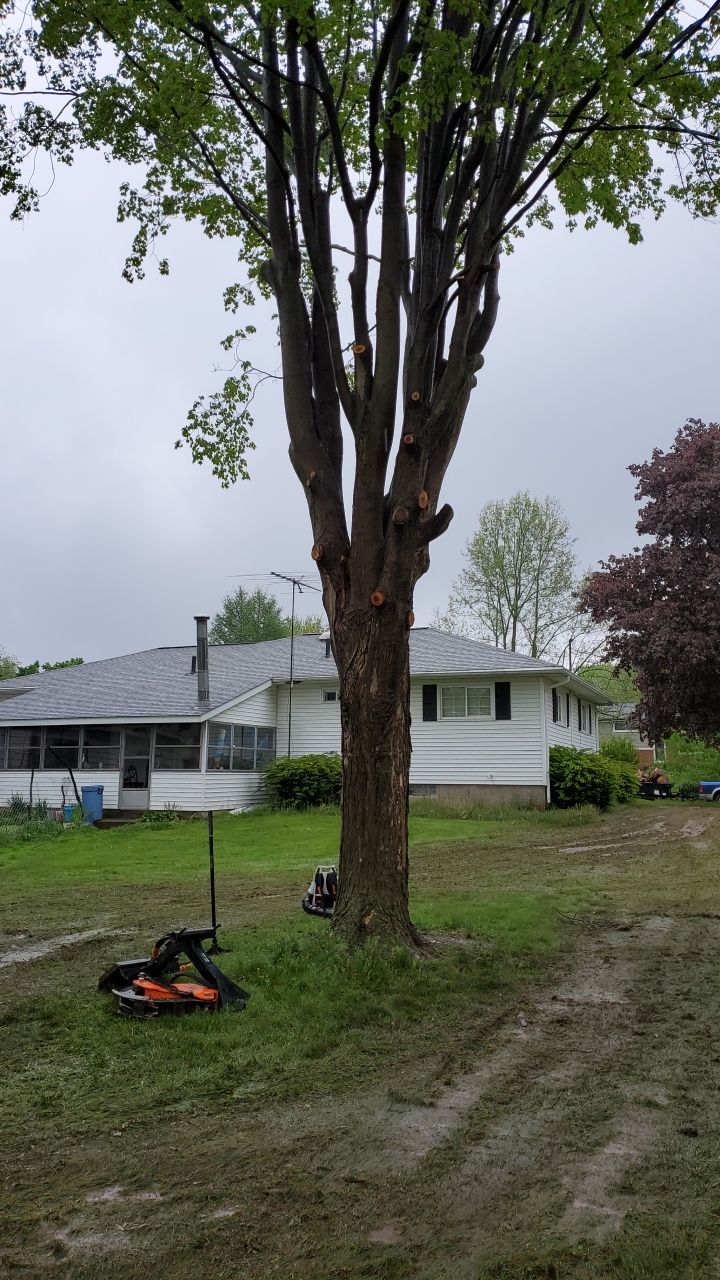 Tree Removal using Tree Removal by Mike Jones & Sons Tree Service LLC 
