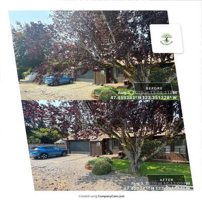 Residential Tree Pruning and Building Clearance in Burien