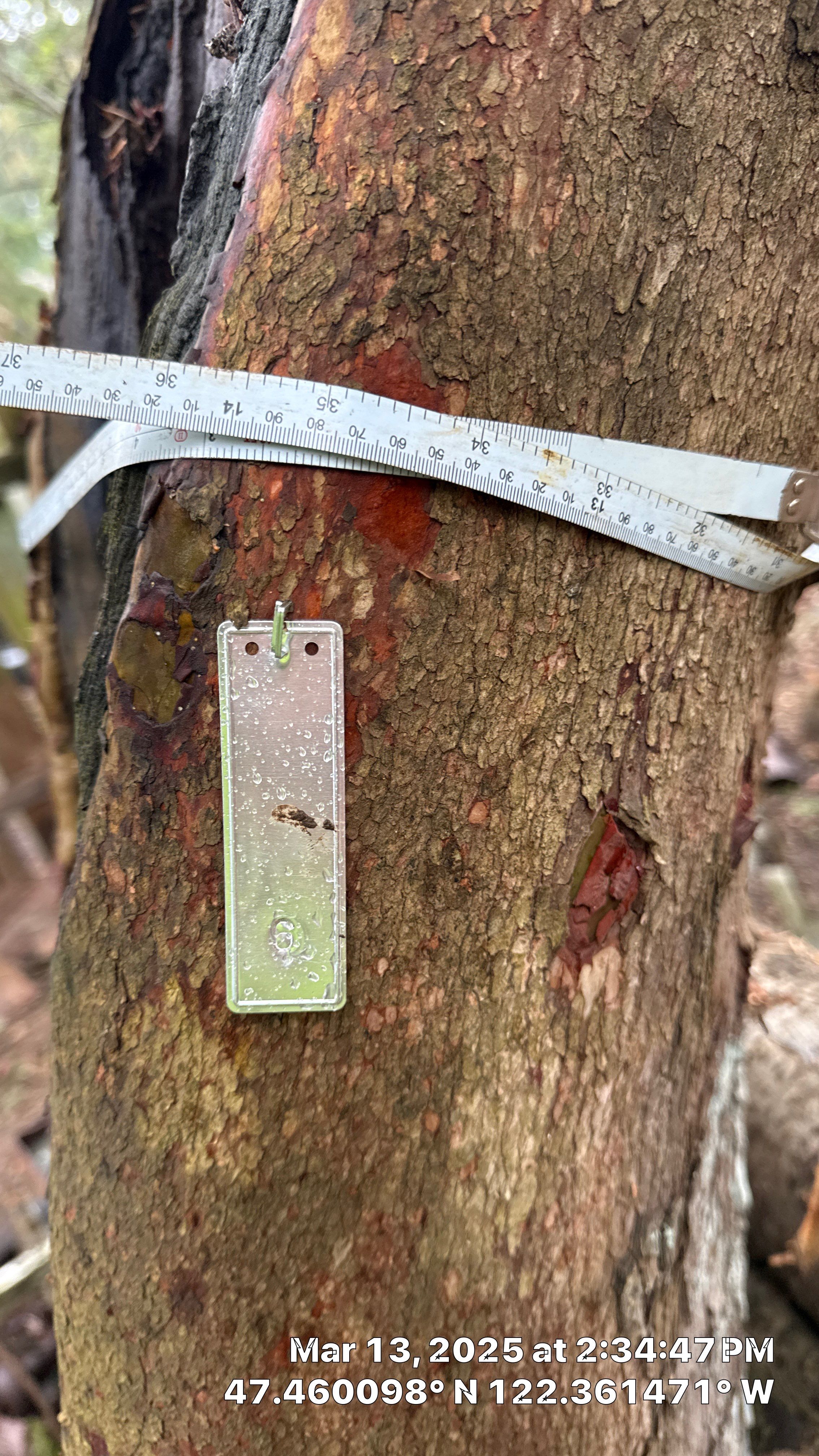 π Arborist Reporting & Tree Surveying β Code Compliance Project by Sound Tree Care LLC