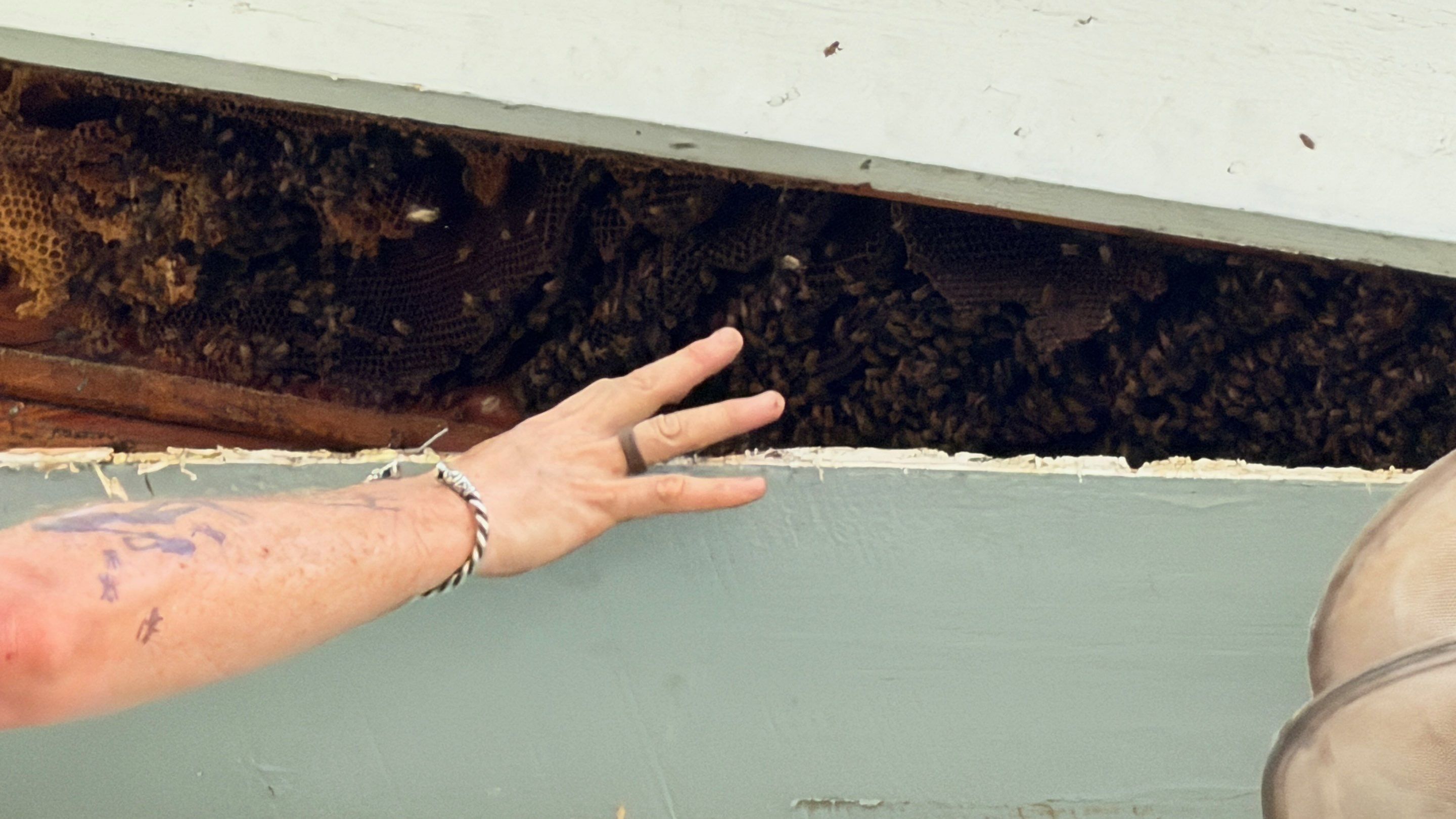 High Peak Bees by Rockwall Honey Bee Company
