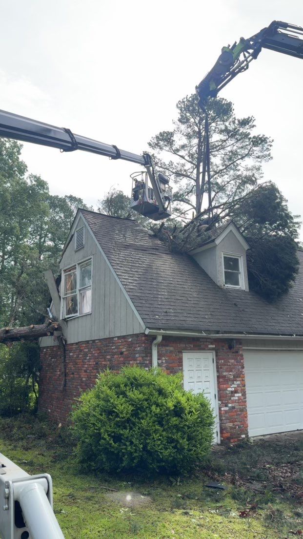 Disaster Relief - Uprooted Pine by American Arbor