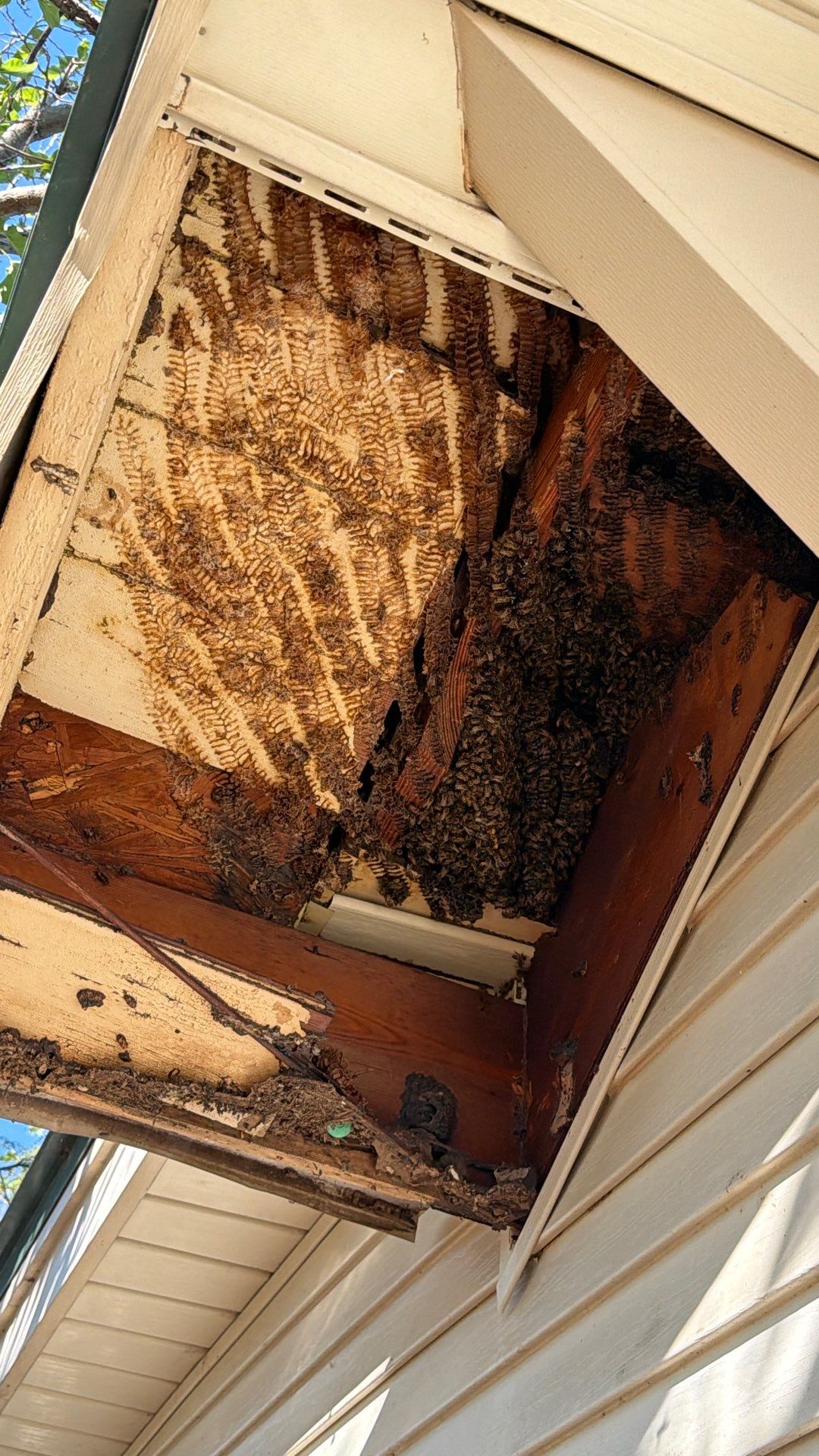 Abandoned House of Bees by Rockwall Honey Bee Company