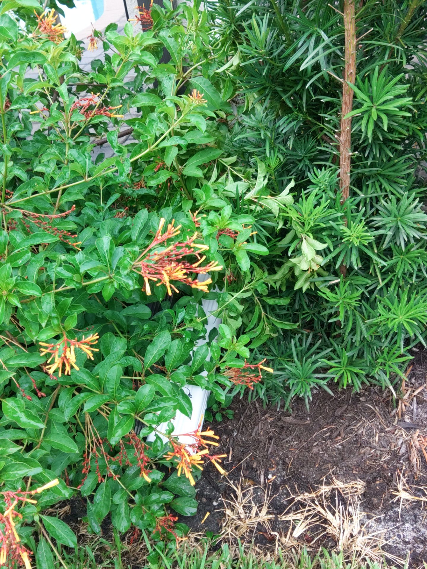 Downspout Extensions for Maximum Drainage in Fort Myers FL by Gutter Professors