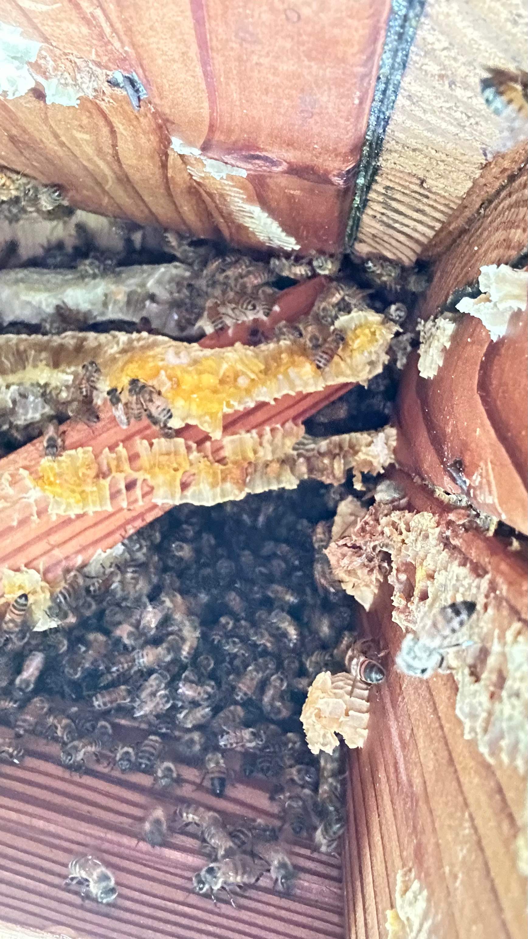 Unsealed Attic by Rockwall Honey Bee Company