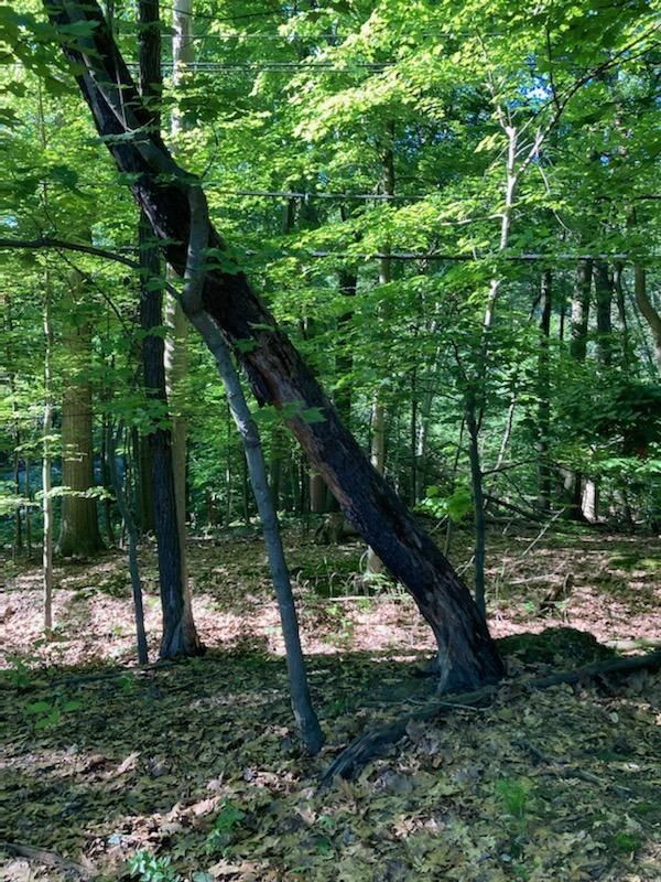 Tree Removal using Tree Removal by Mike Jones & Sons Tree Service LLC 