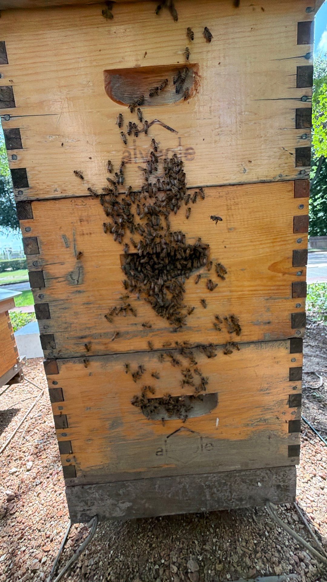 Urban Bees in North Dallas by Rockwall Honey Bee Company
