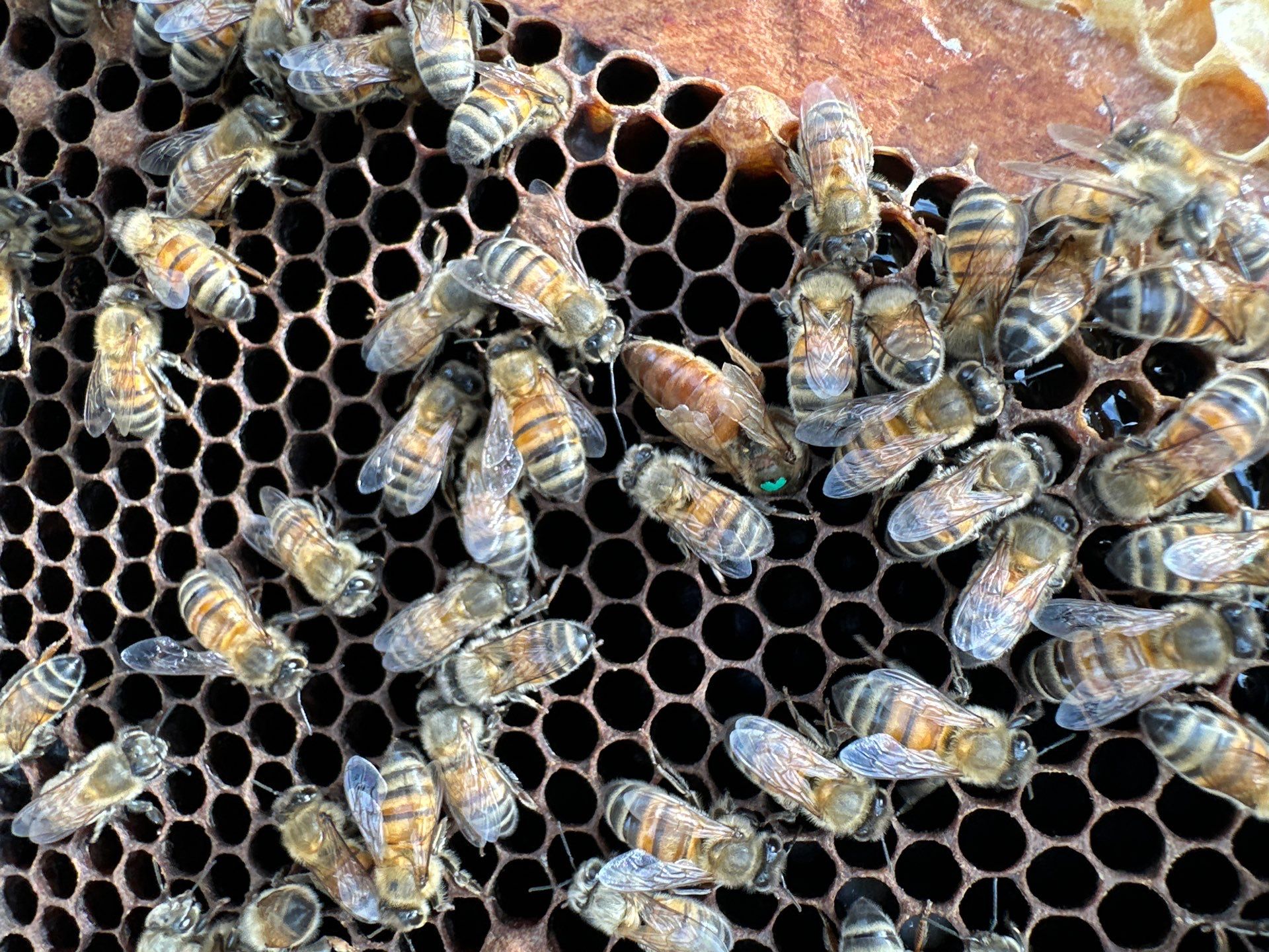 Bees by the Lot by Rockwall Honey Bee Company