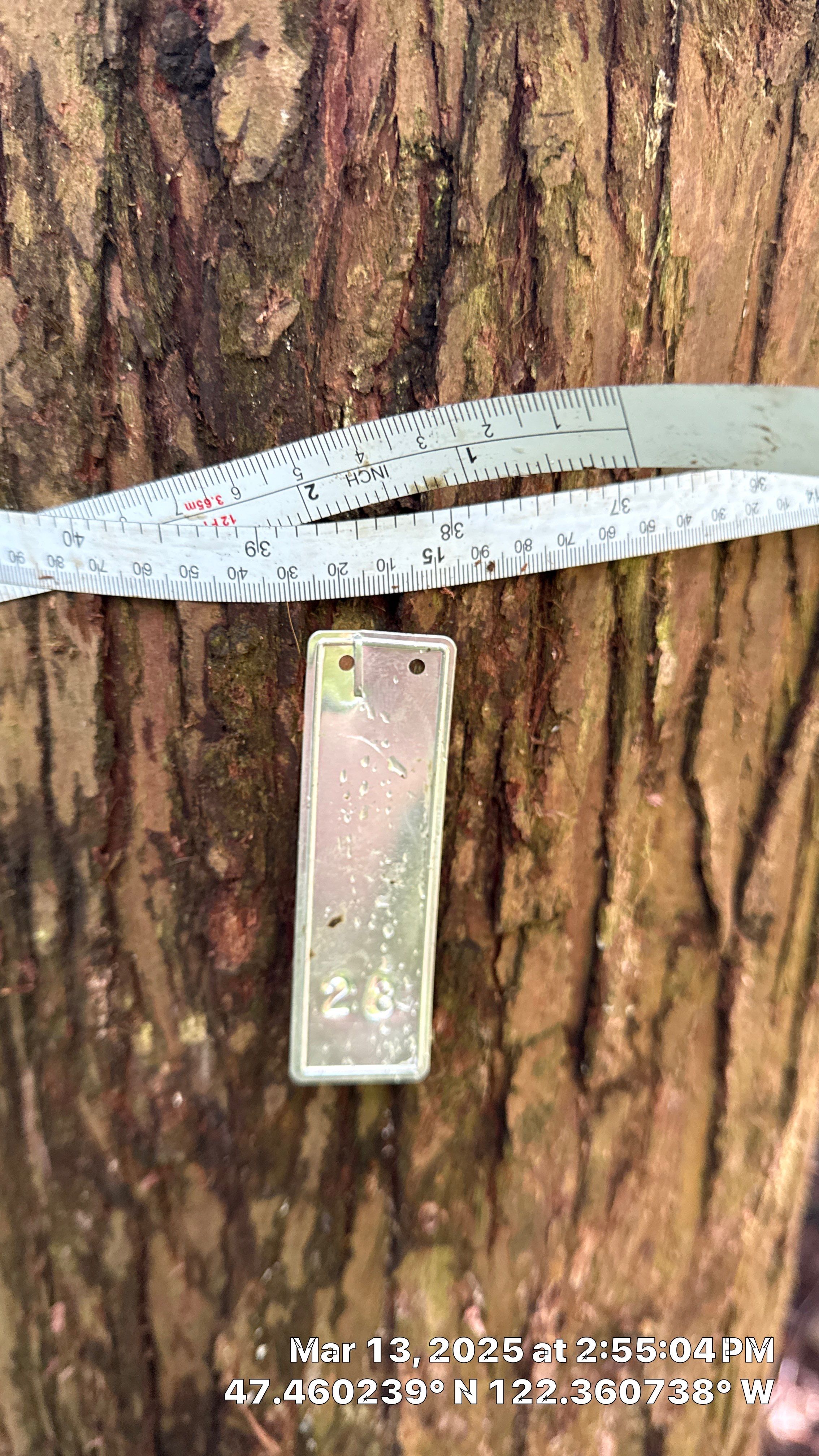 π Arborist Reporting & Tree Surveying β Code Compliance Project by Sound Tree Care LLC