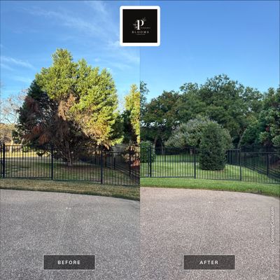 Before and Afters by Peterson’s