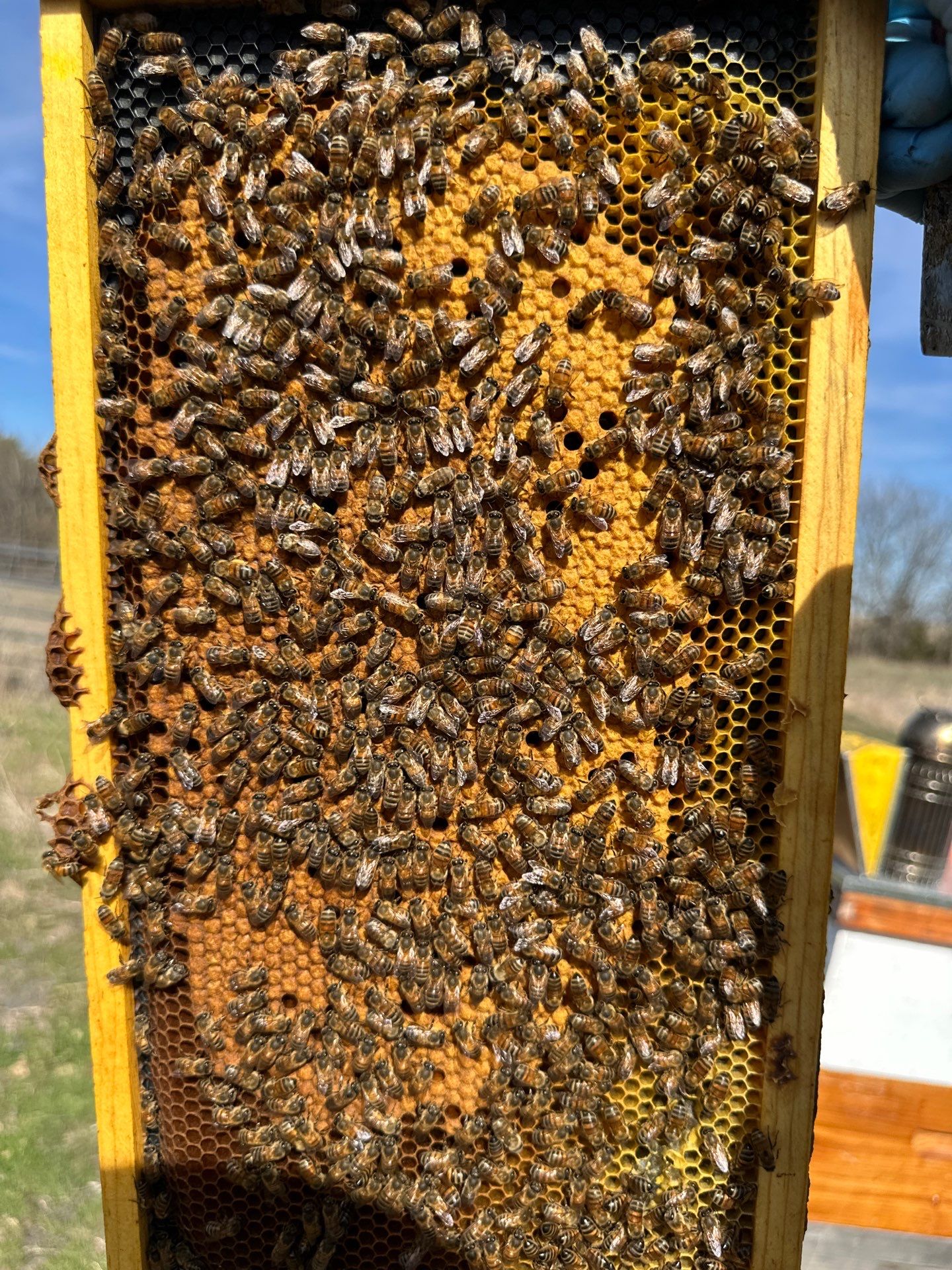 Bees for Ag. Exemption in Rockwall by Rockwall Honey Bee Company