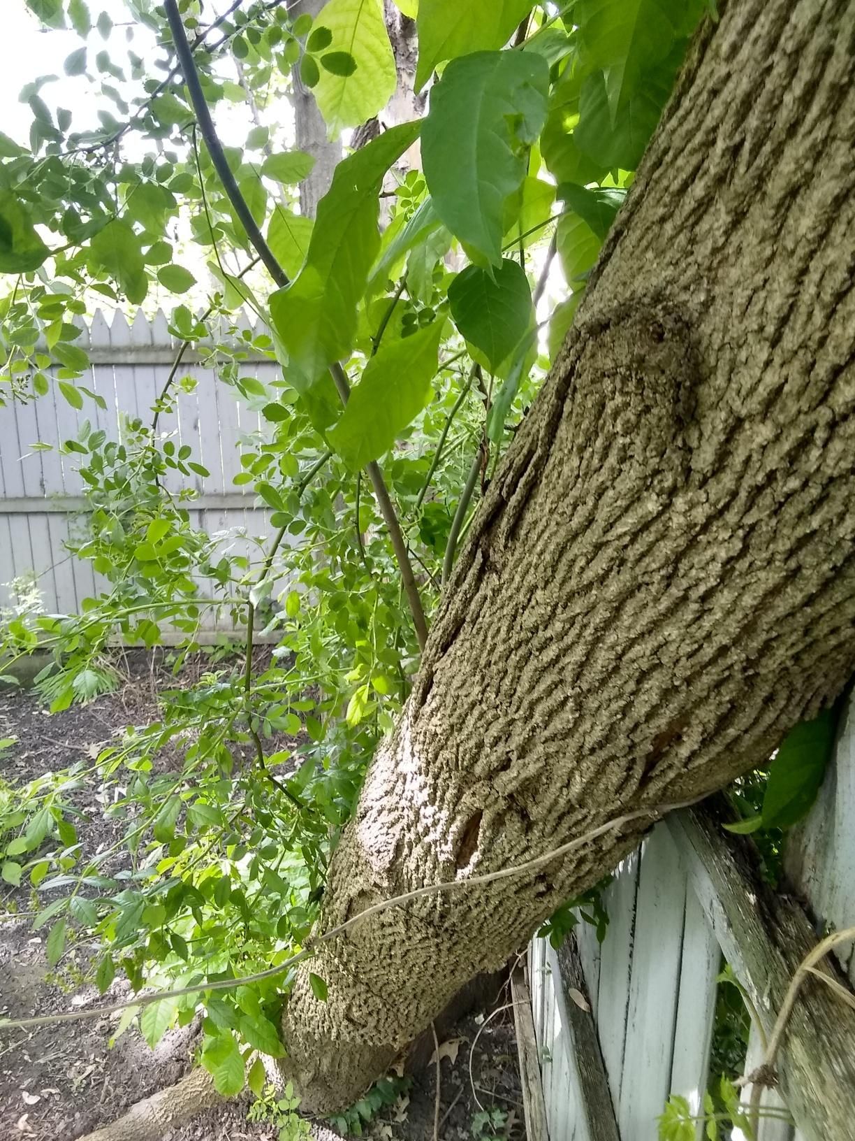 Tree Removal using Tree Removal by Mike Jones & Sons Tree Service LLC 