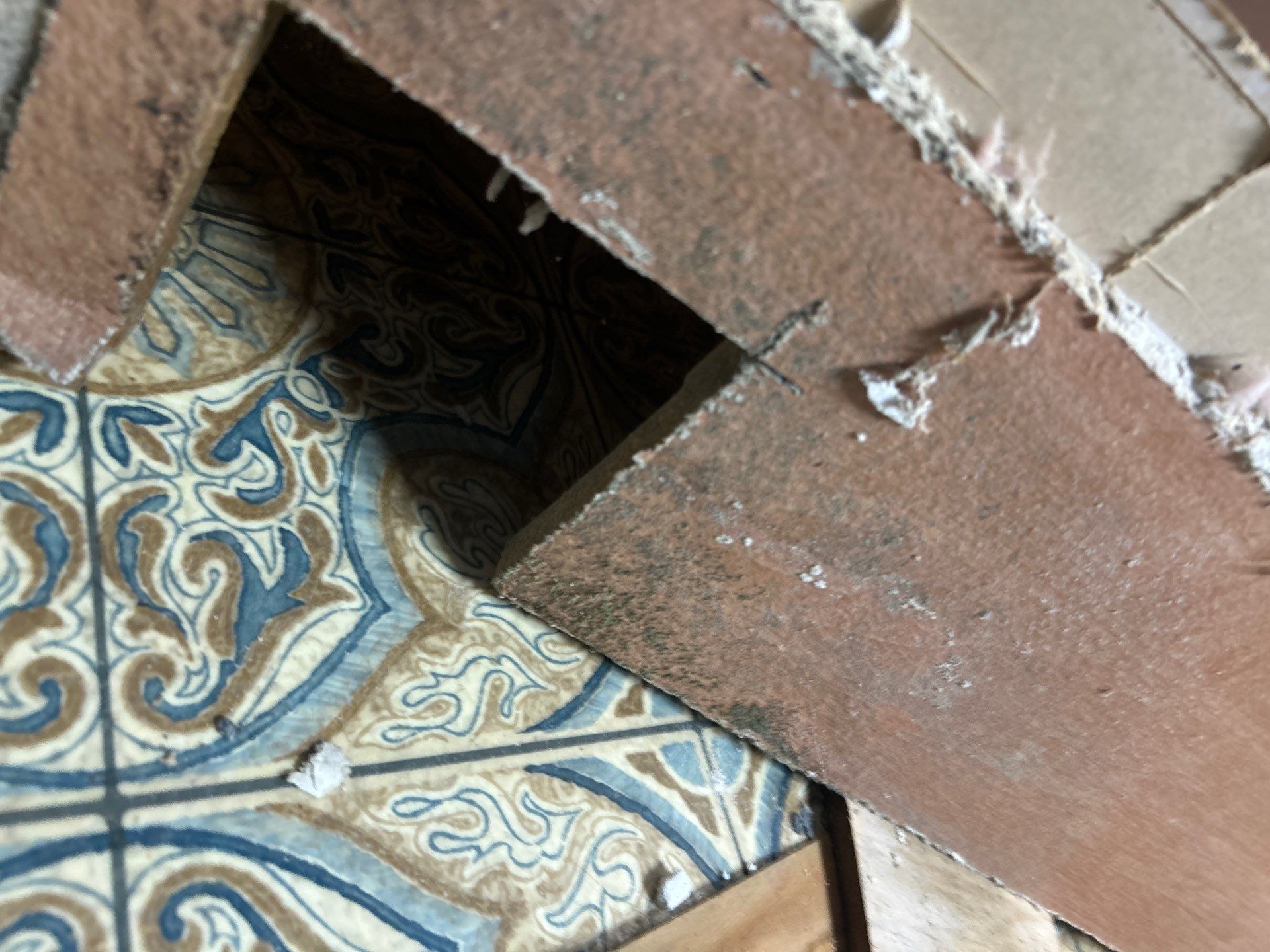 Black Mold Removal In Venice Florida by Ampm Restoration Services