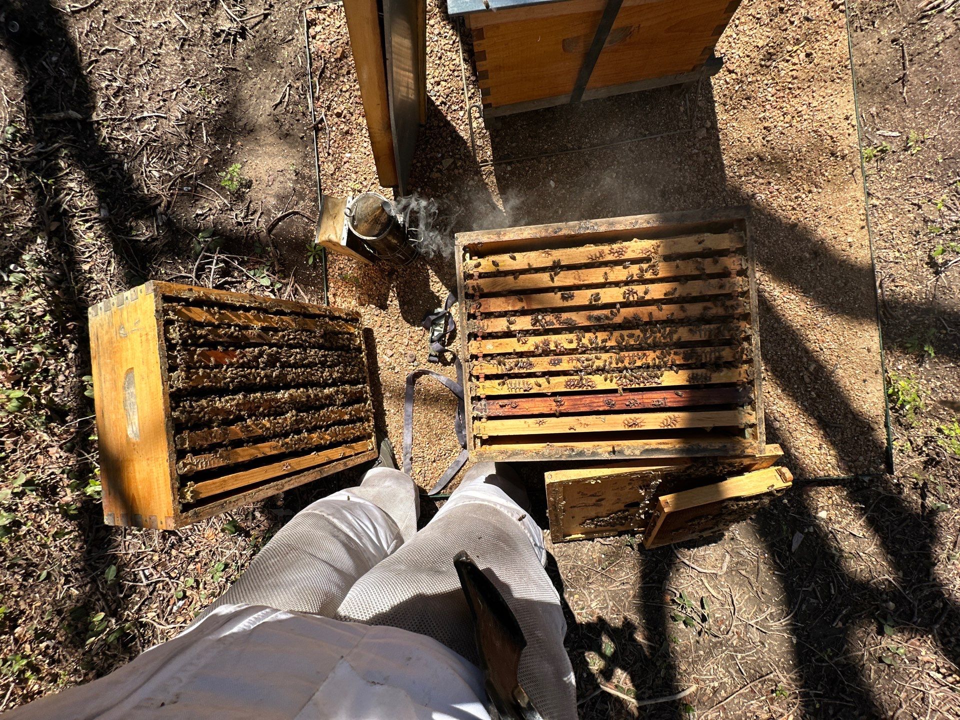 Urban Bees in North Dallas by Rockwall Honey Bee Company