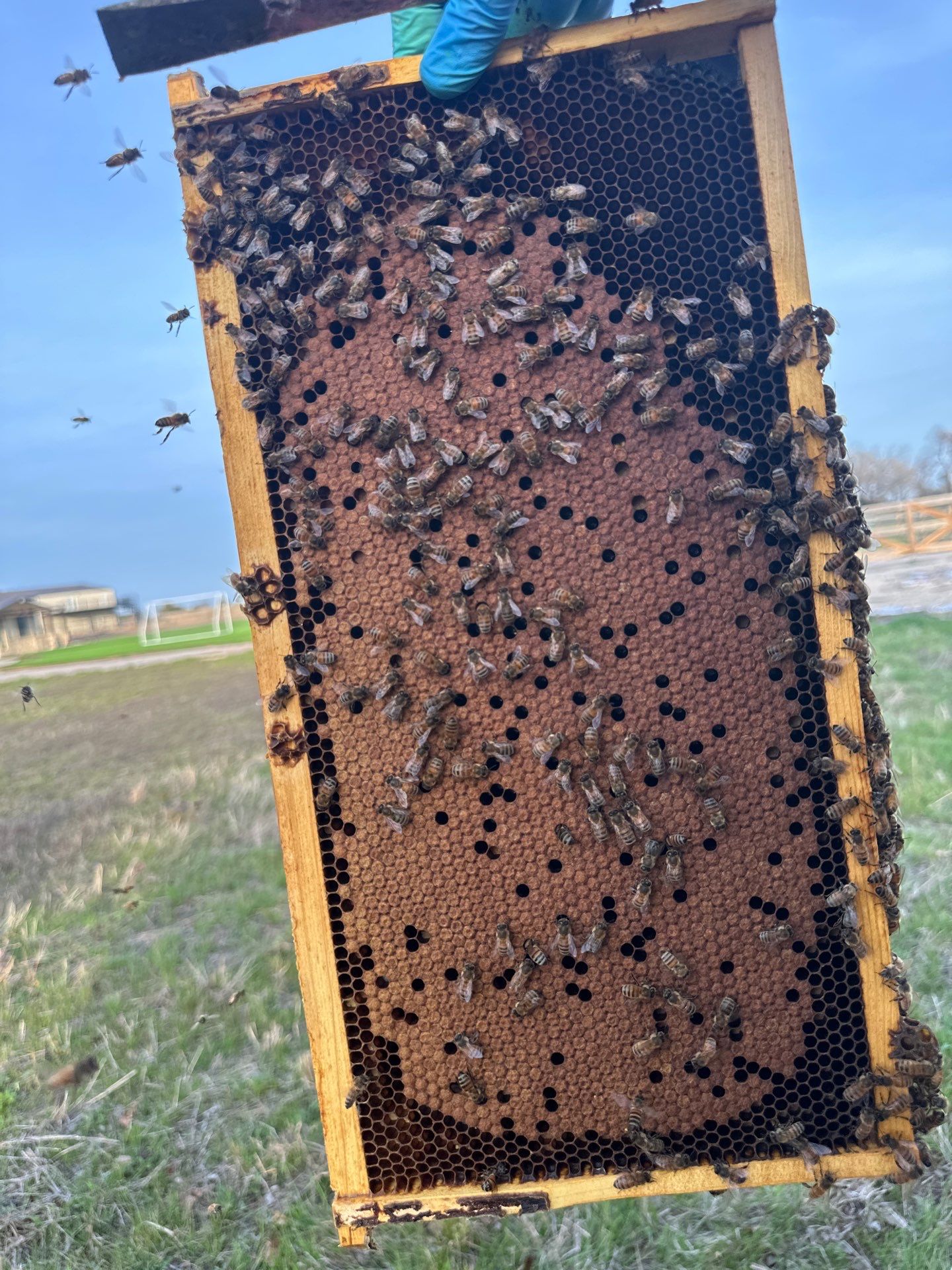 Honey-Maker Apiary in Greenville by Rockwall Honey Bee Company