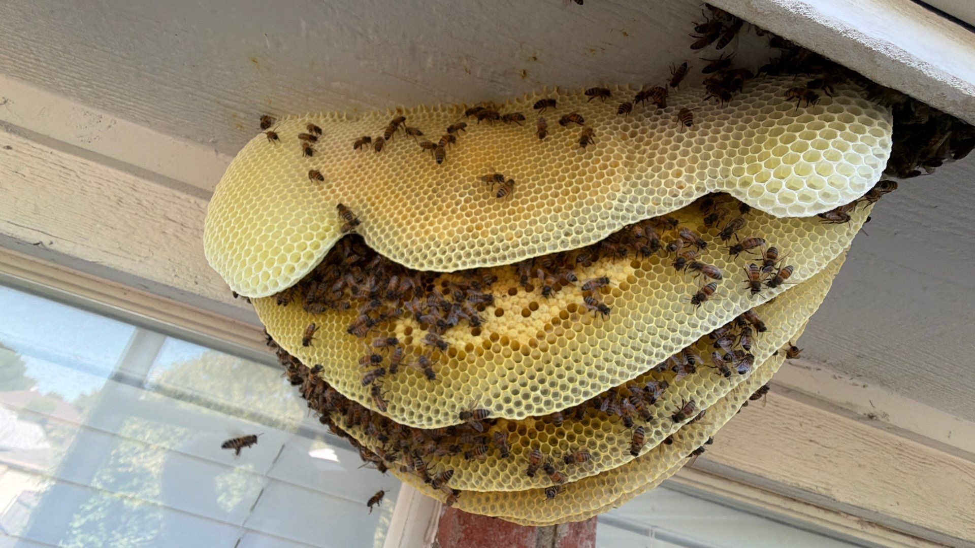 Open Air Colony in Rockwall, TX by Rockwall Honey Bee Company
