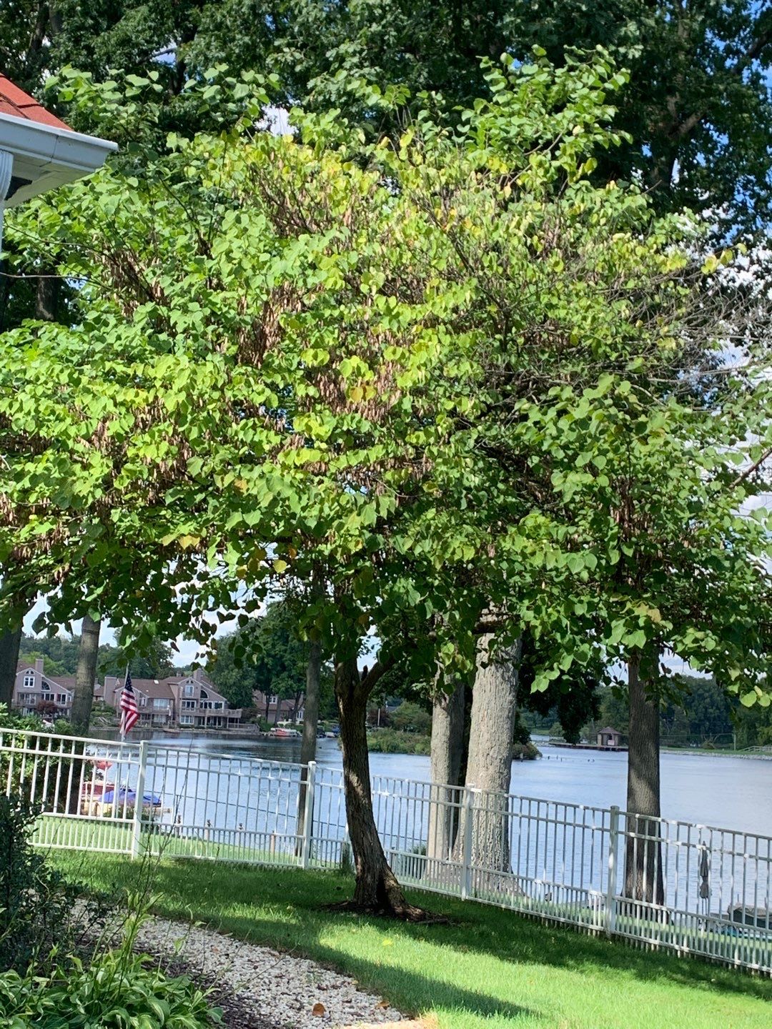 Tree Trimming using Tree Pruing by Mike Jones & Sons Tree Service LLC 