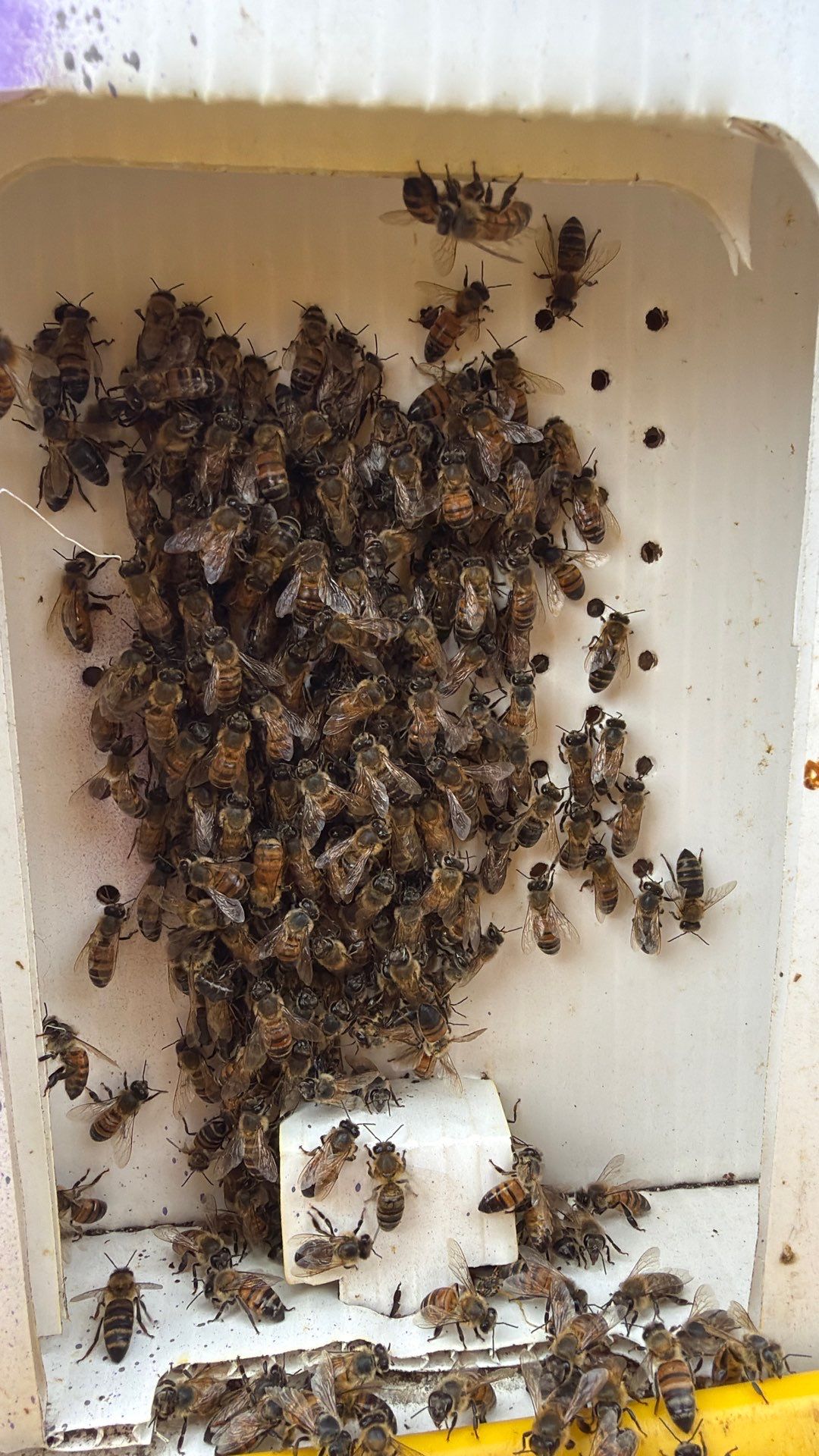 Project in Waxahachie, TX by Rockwall Honey Bee Company