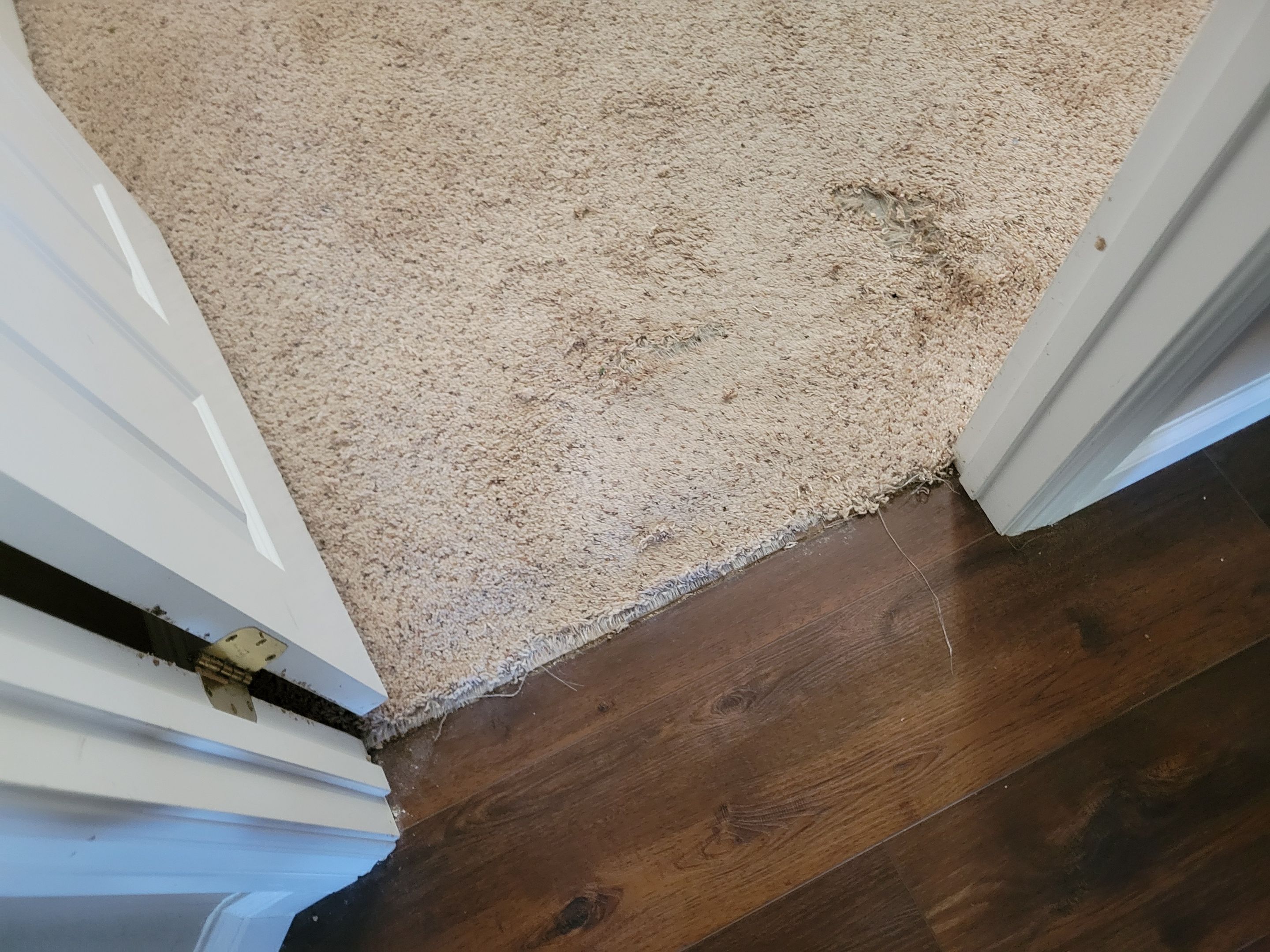 Bonded Inserts for Dog Damage by Ardent Carpet Restore LLC