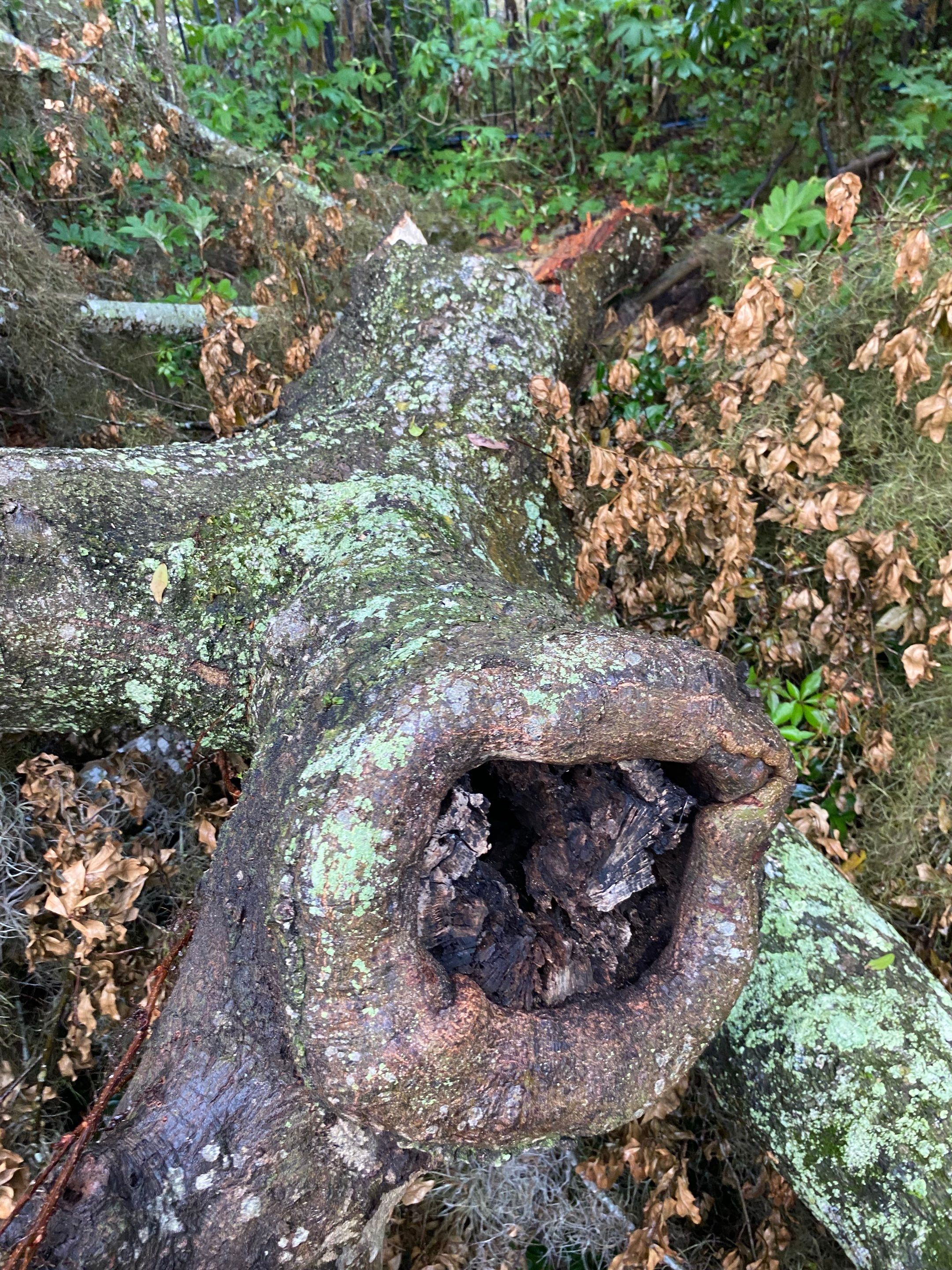 Residential | Tree Removal by ProGreen Services