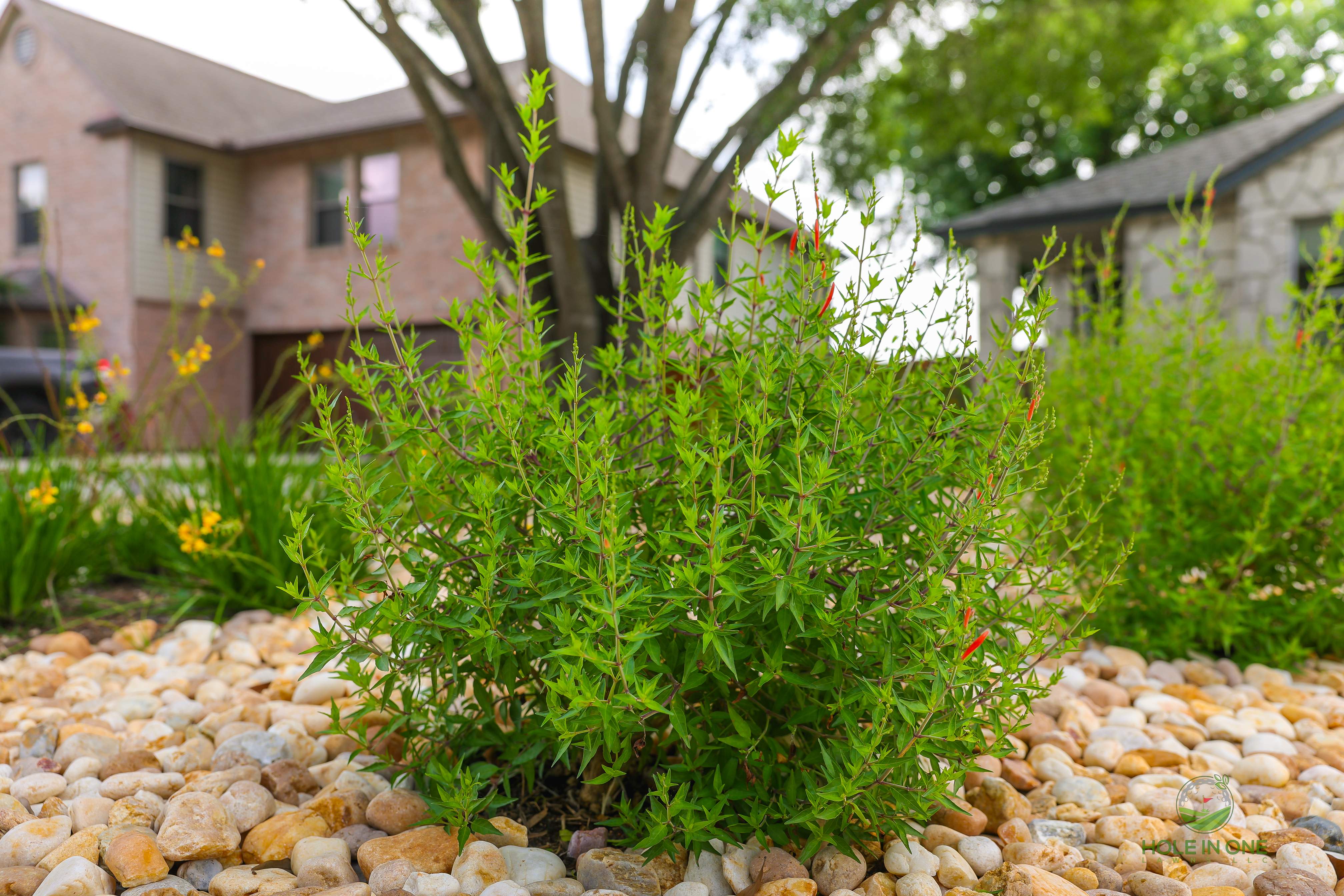 Ashley Park, Schertz TX by Hole In One Lawns, LLC