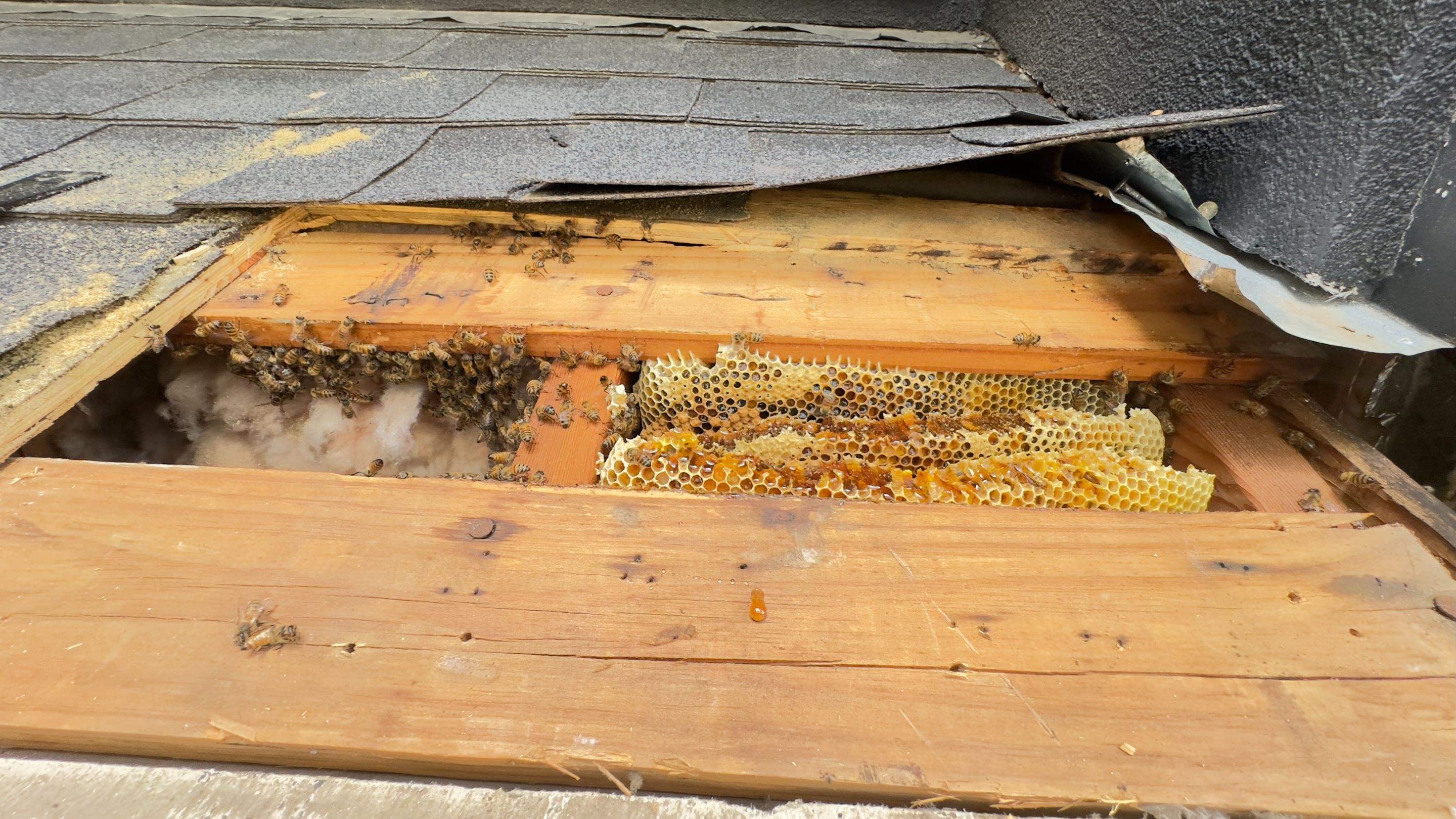 Sneakers by Rockwall Honey Bee Company