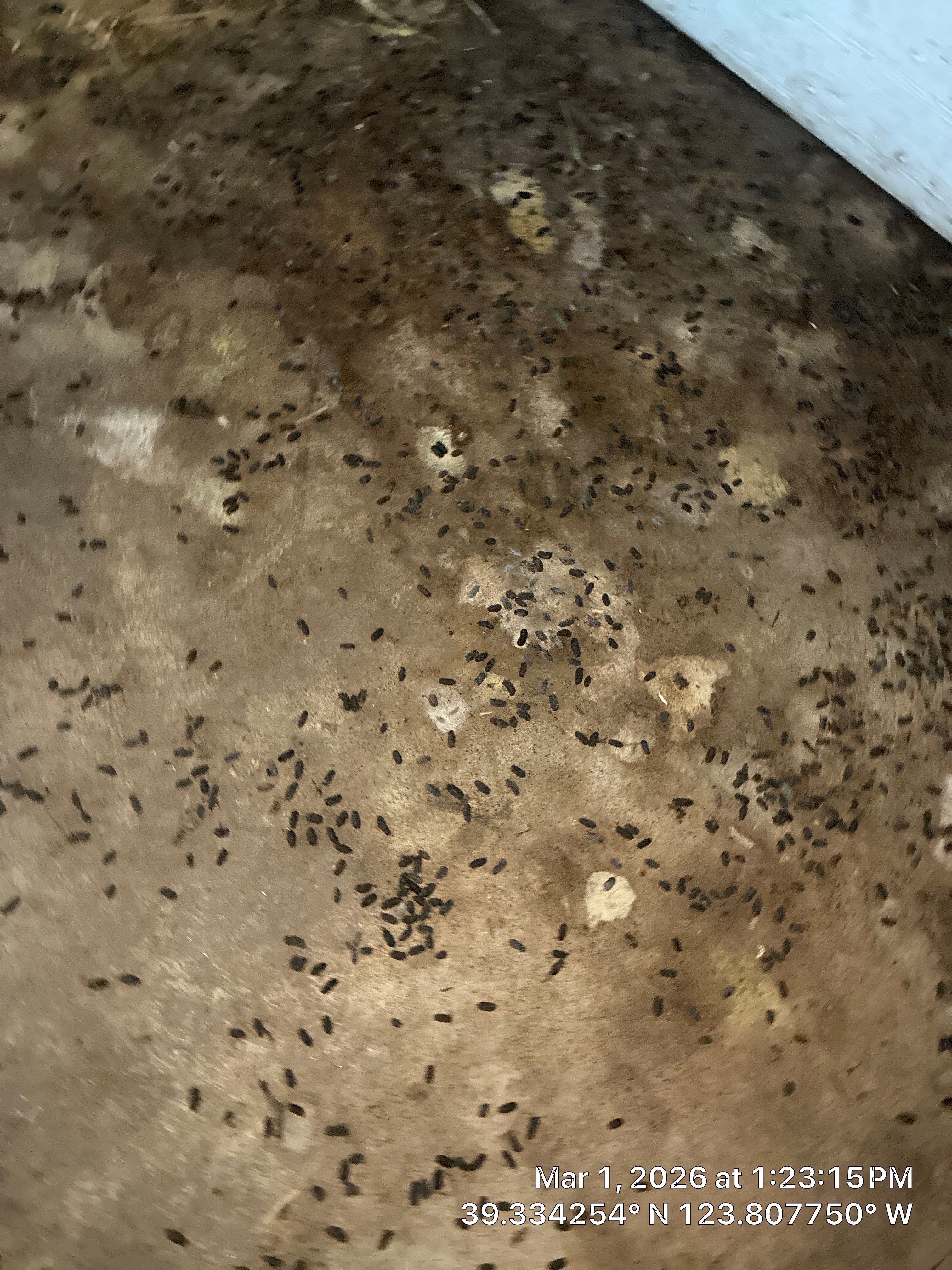 Project in Mendocino