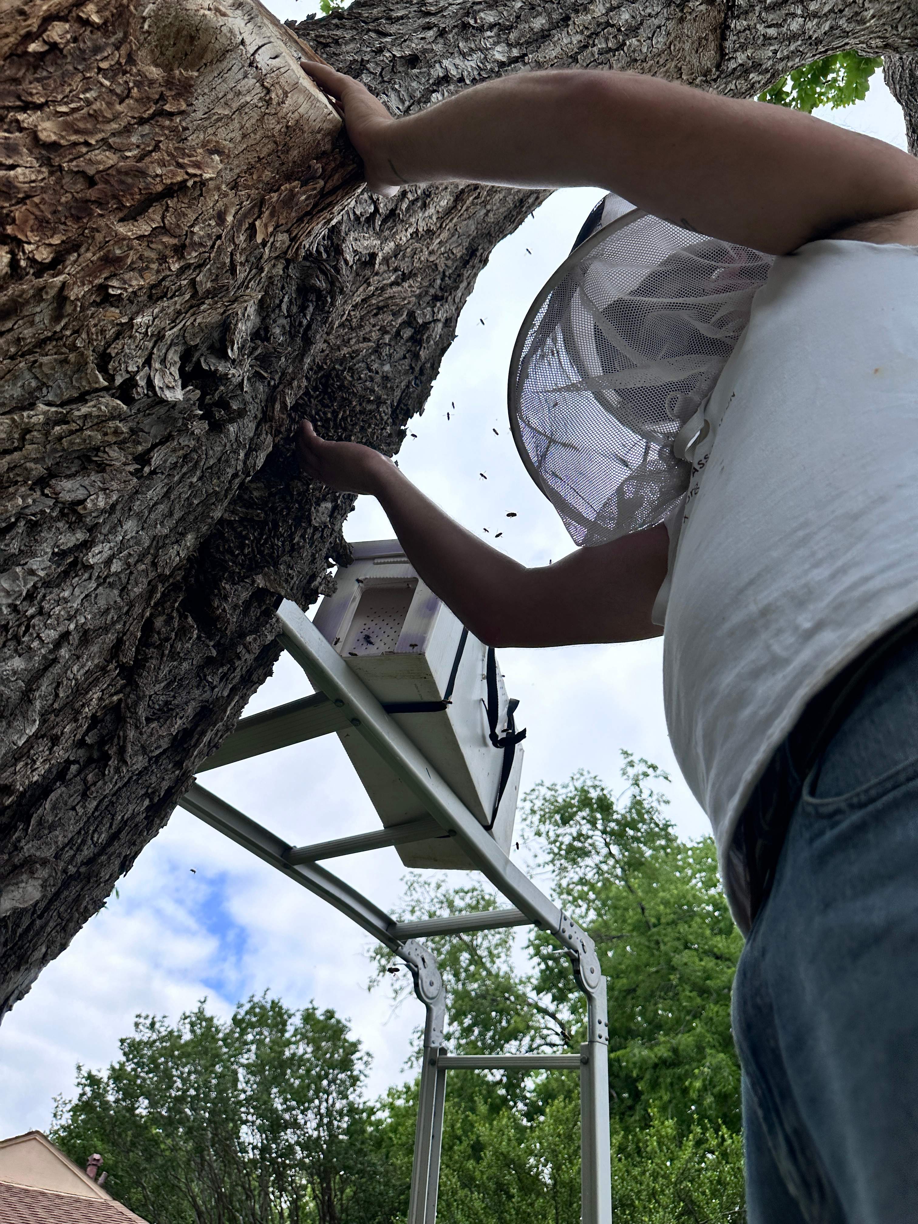 Tree Bees by Rockwall Honey Bee Company